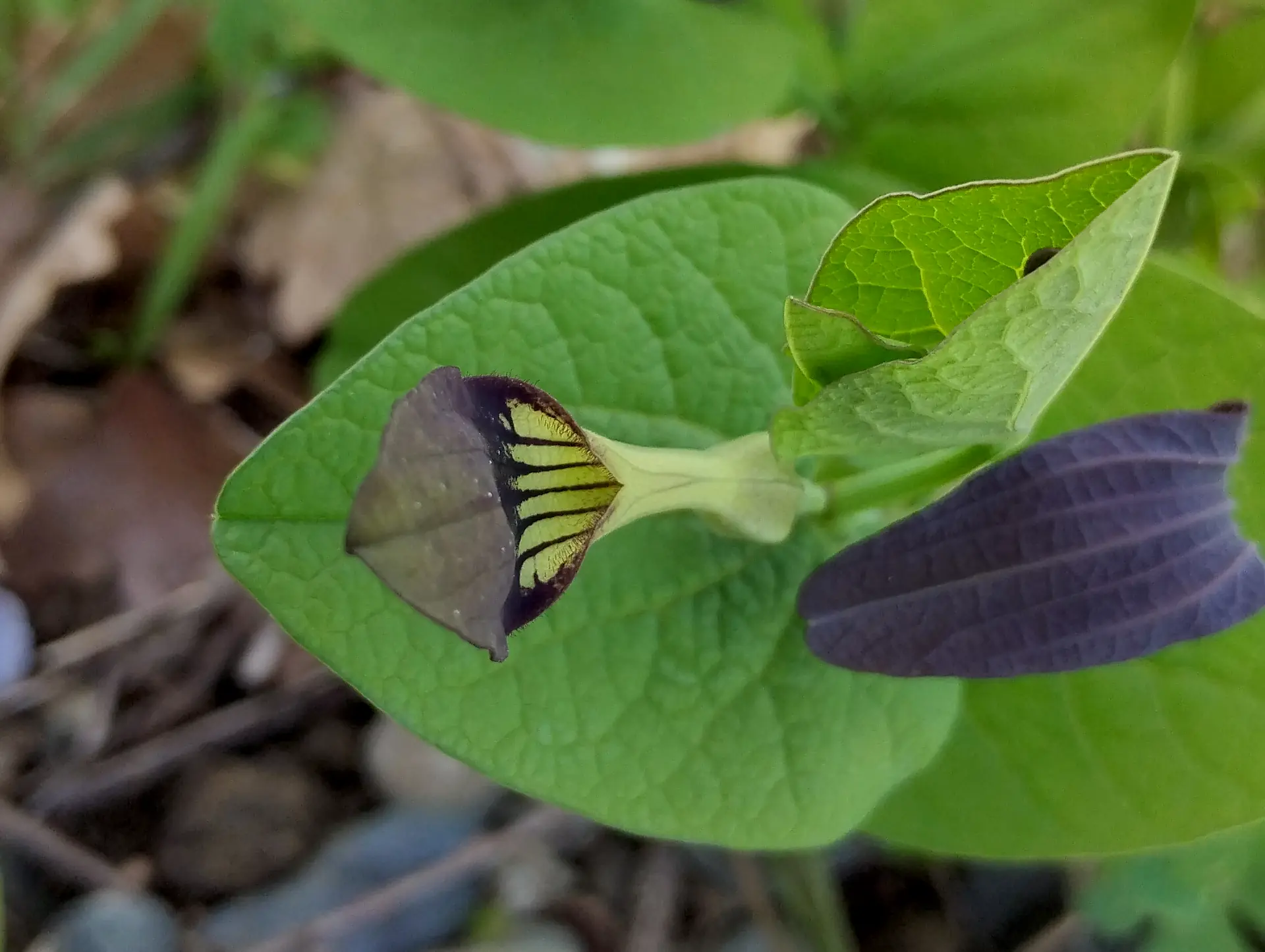 img/aristolochia-rotunda.webp