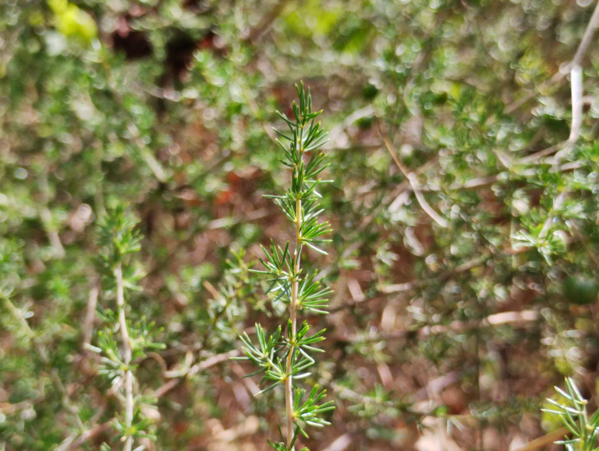 img/asparagus-acutifolius-4.webp