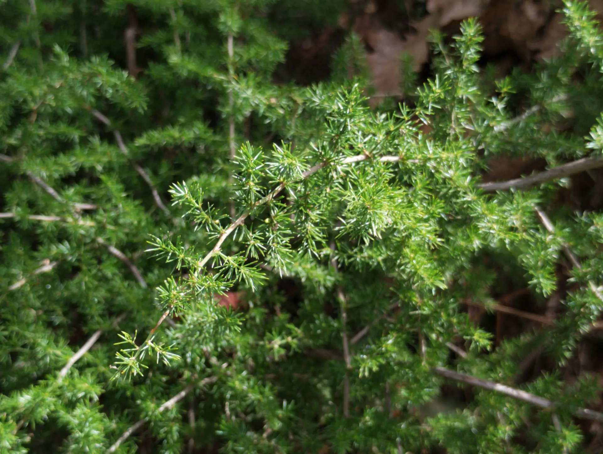 img/asparagus-acutifolius.webp