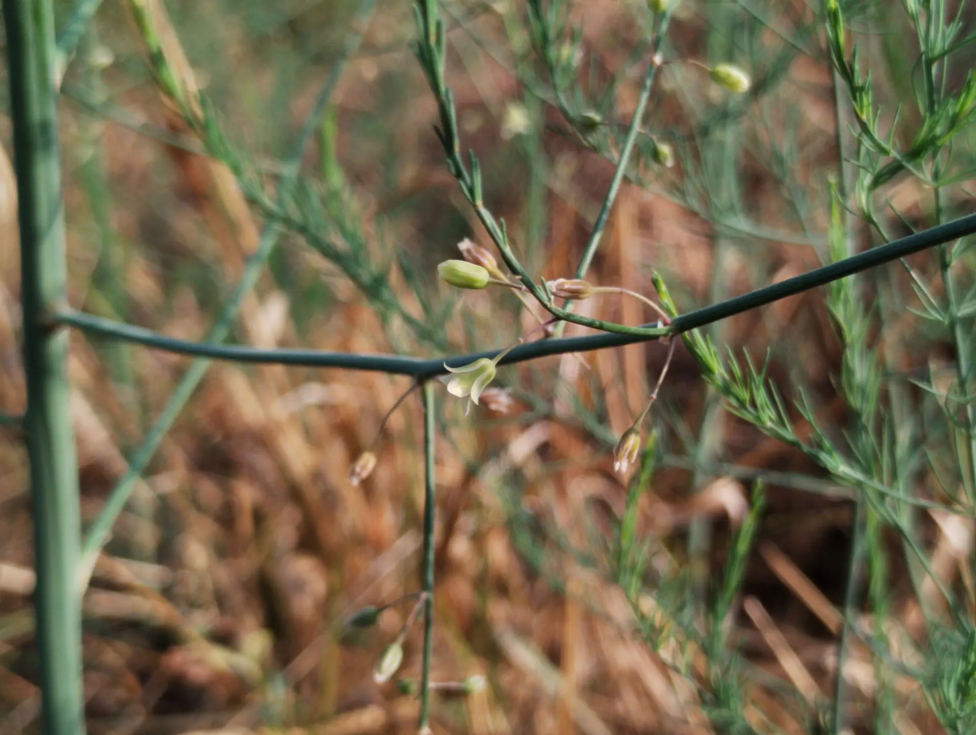 img/asparagus-officinalis-2.webp