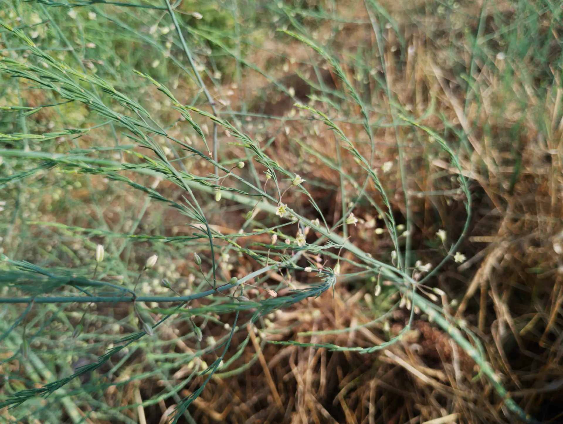img/asparagus-officinalis-3.webp