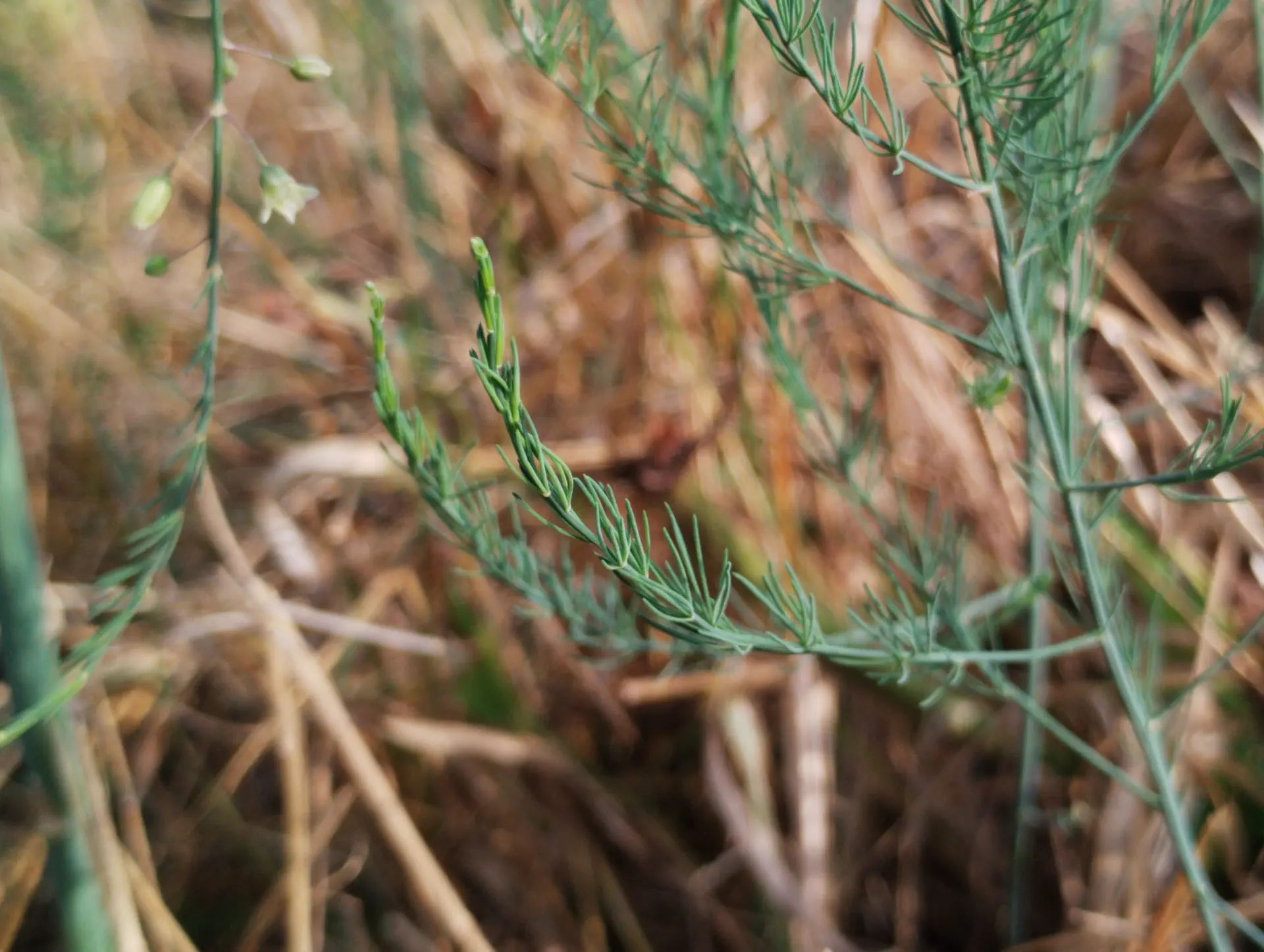img/asparagus-officinalis-6.webp