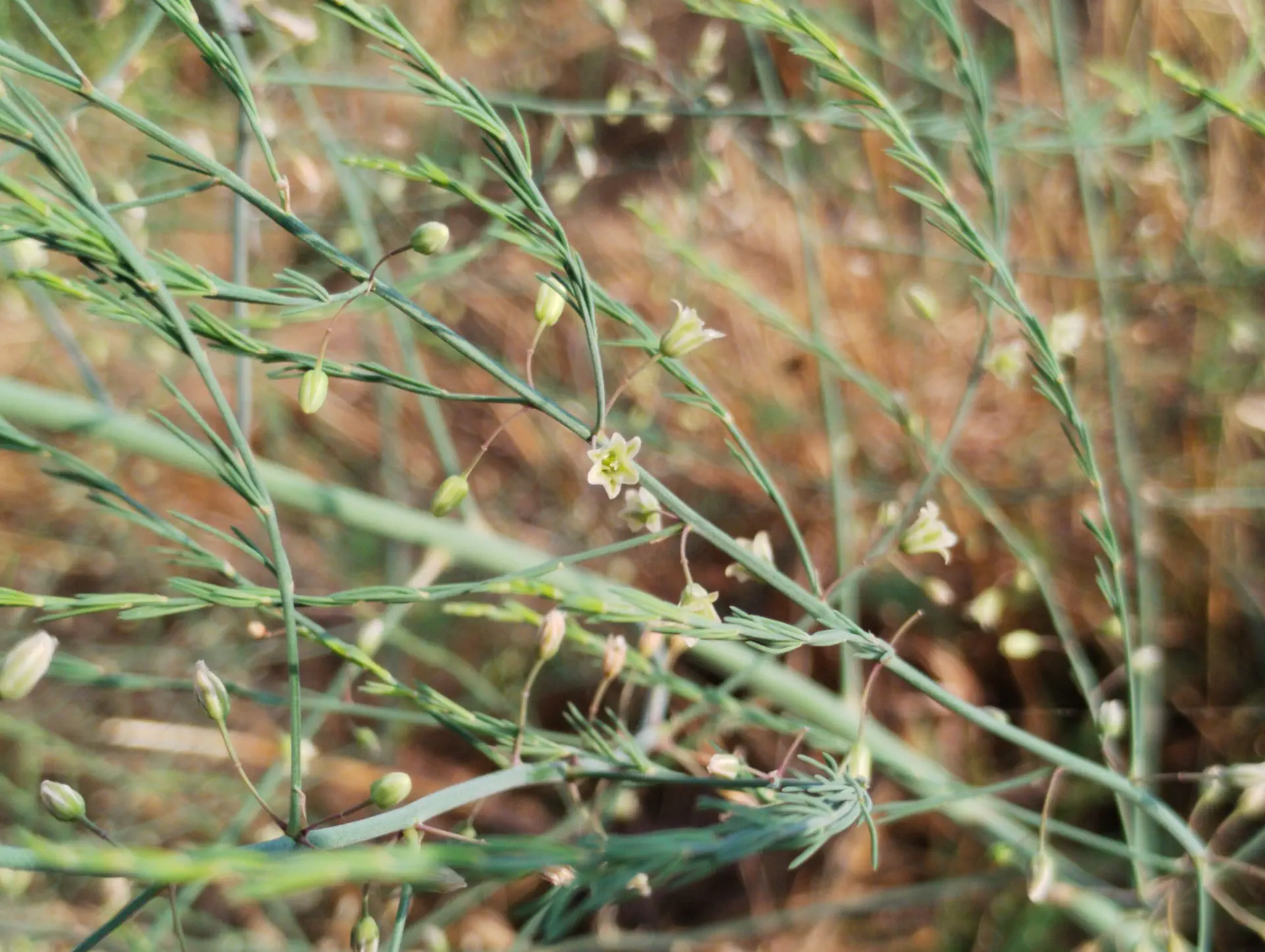 img/asparagus-officinalis.webp