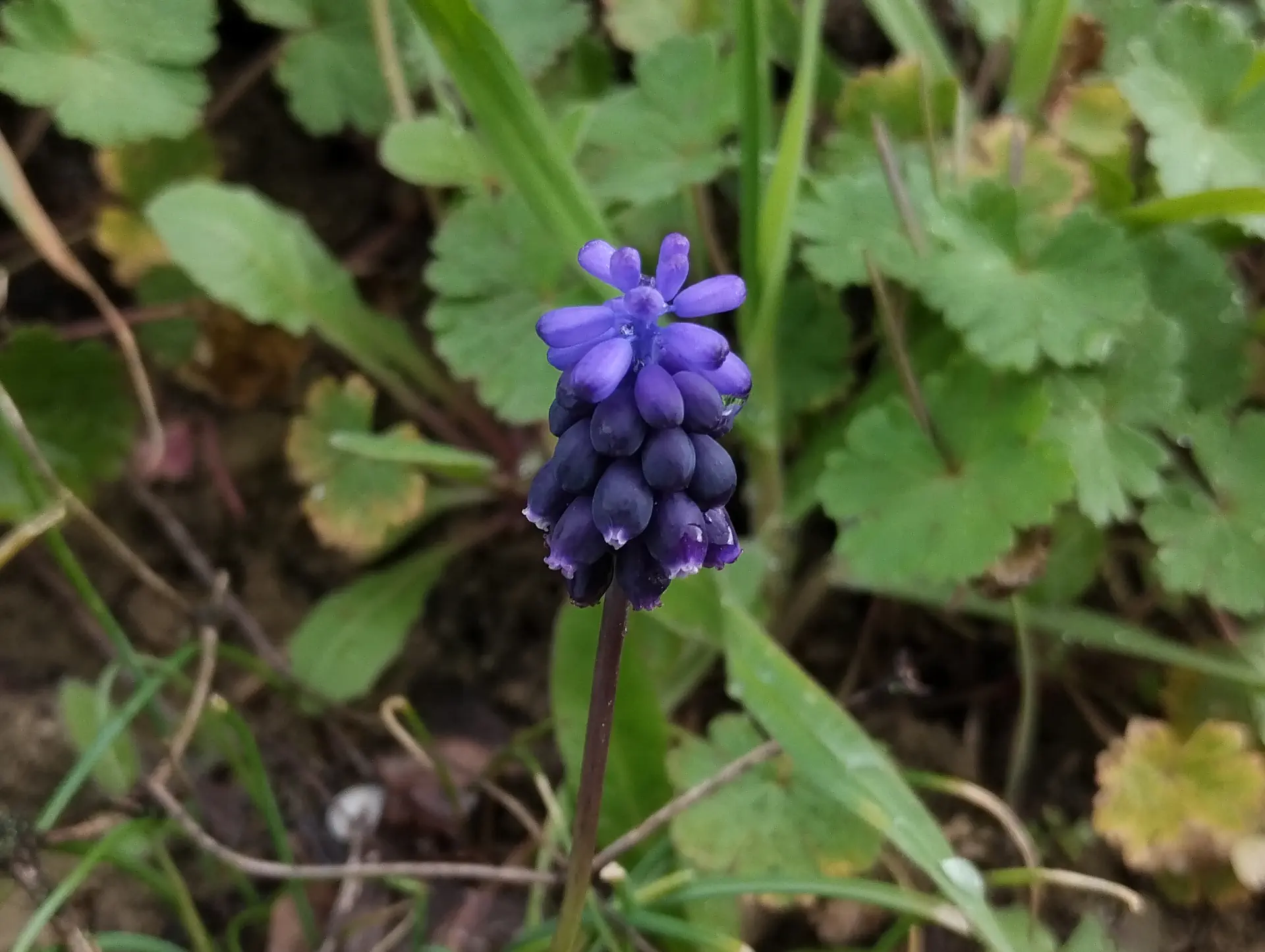 img/muscari-neglectum-2.webp