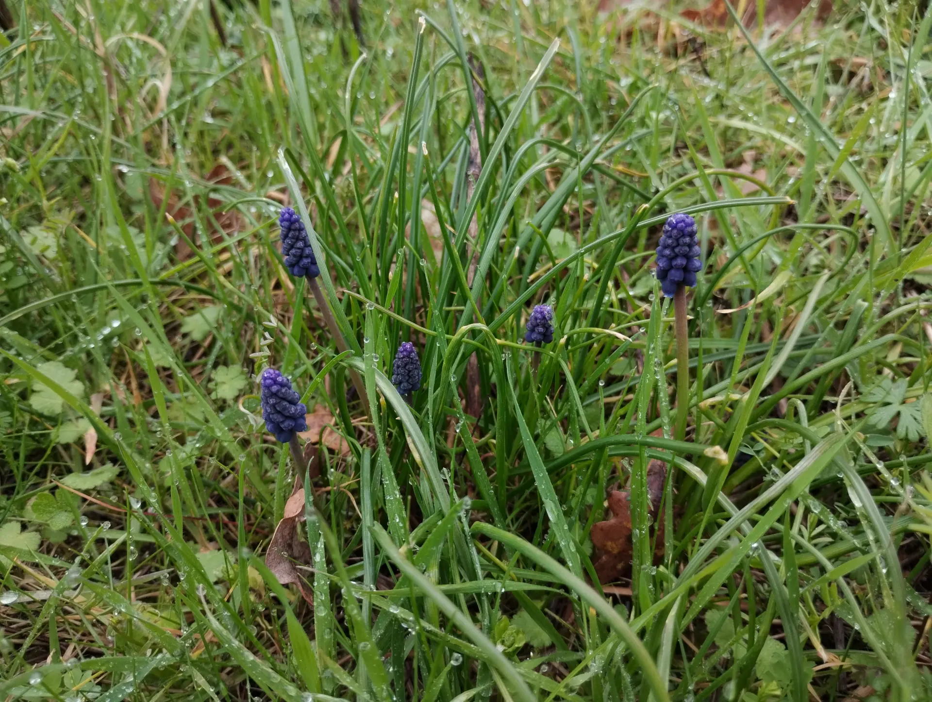 img/muscari-neglectum-3.webp