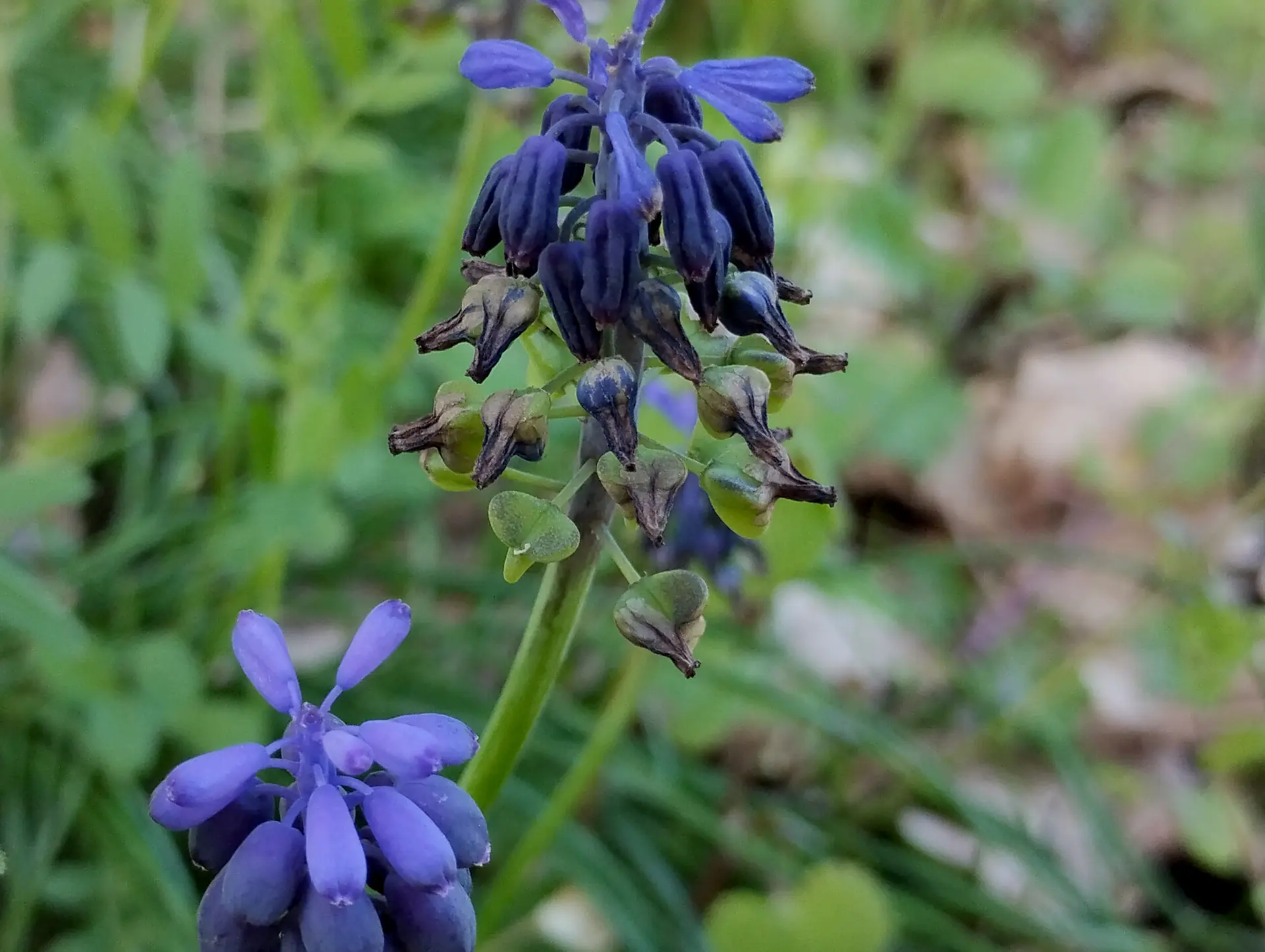 img/muscari-neglectum-5.webp