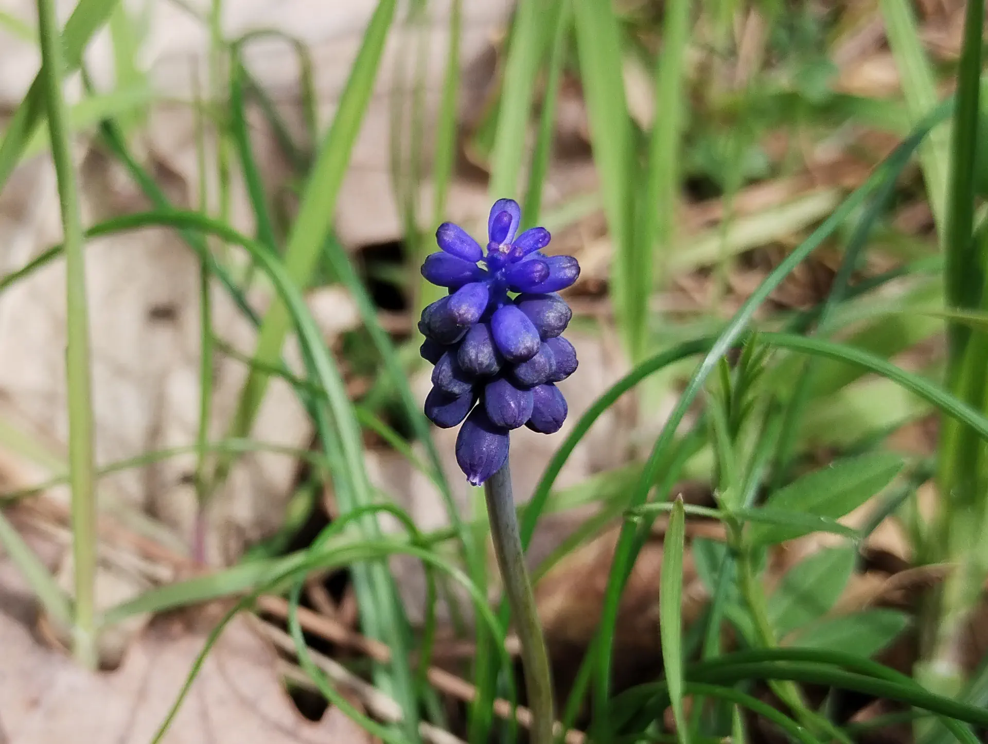 img/muscari-neglectum.webp