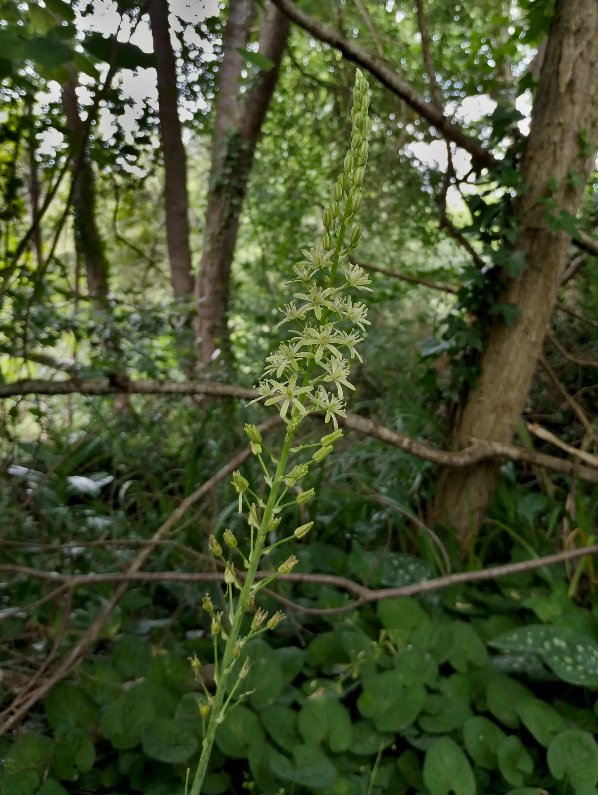img/ornithogalum-pyrenaicum-2.webp