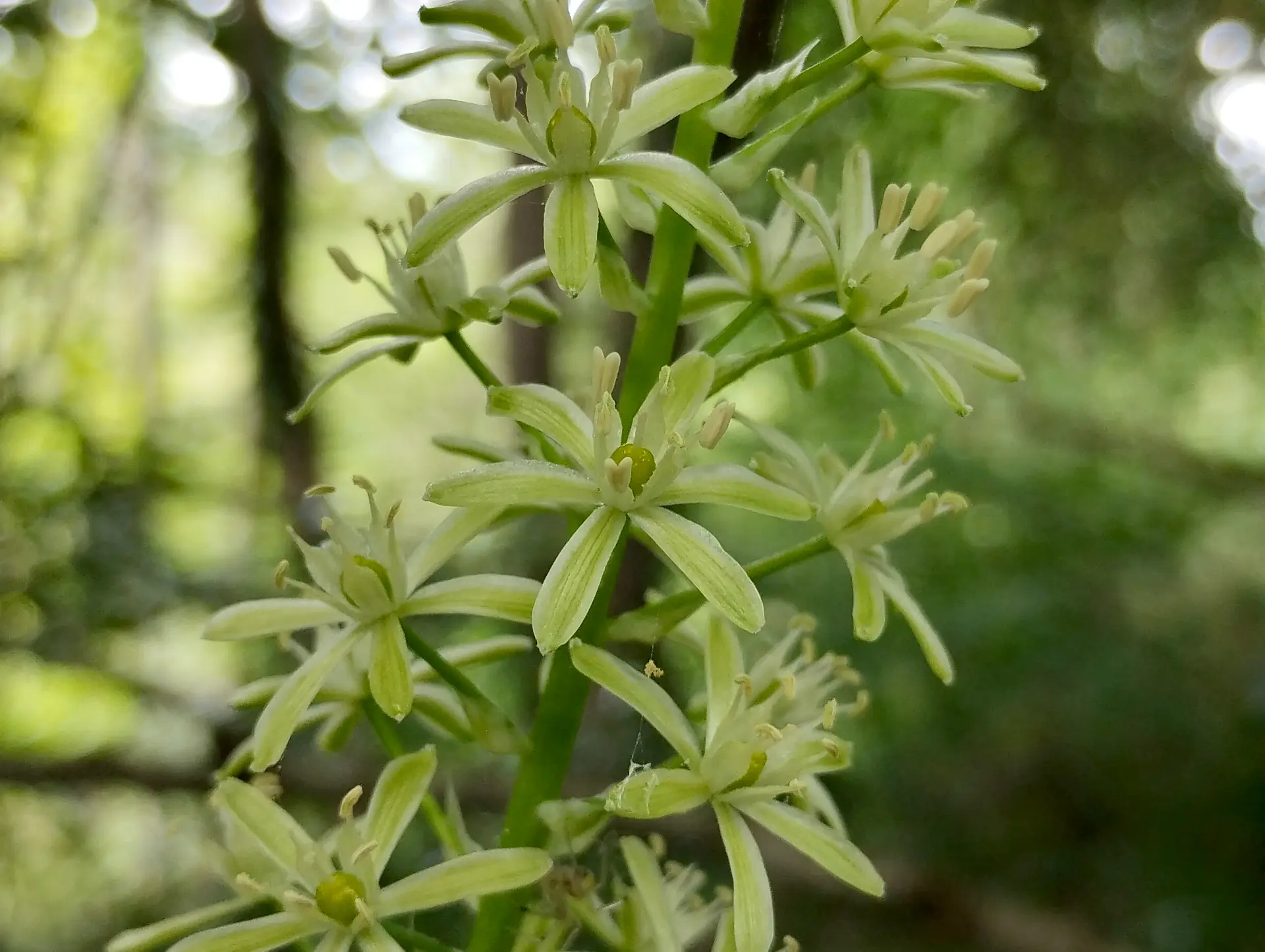 img/ornithogalum-pyrenaicum.webp