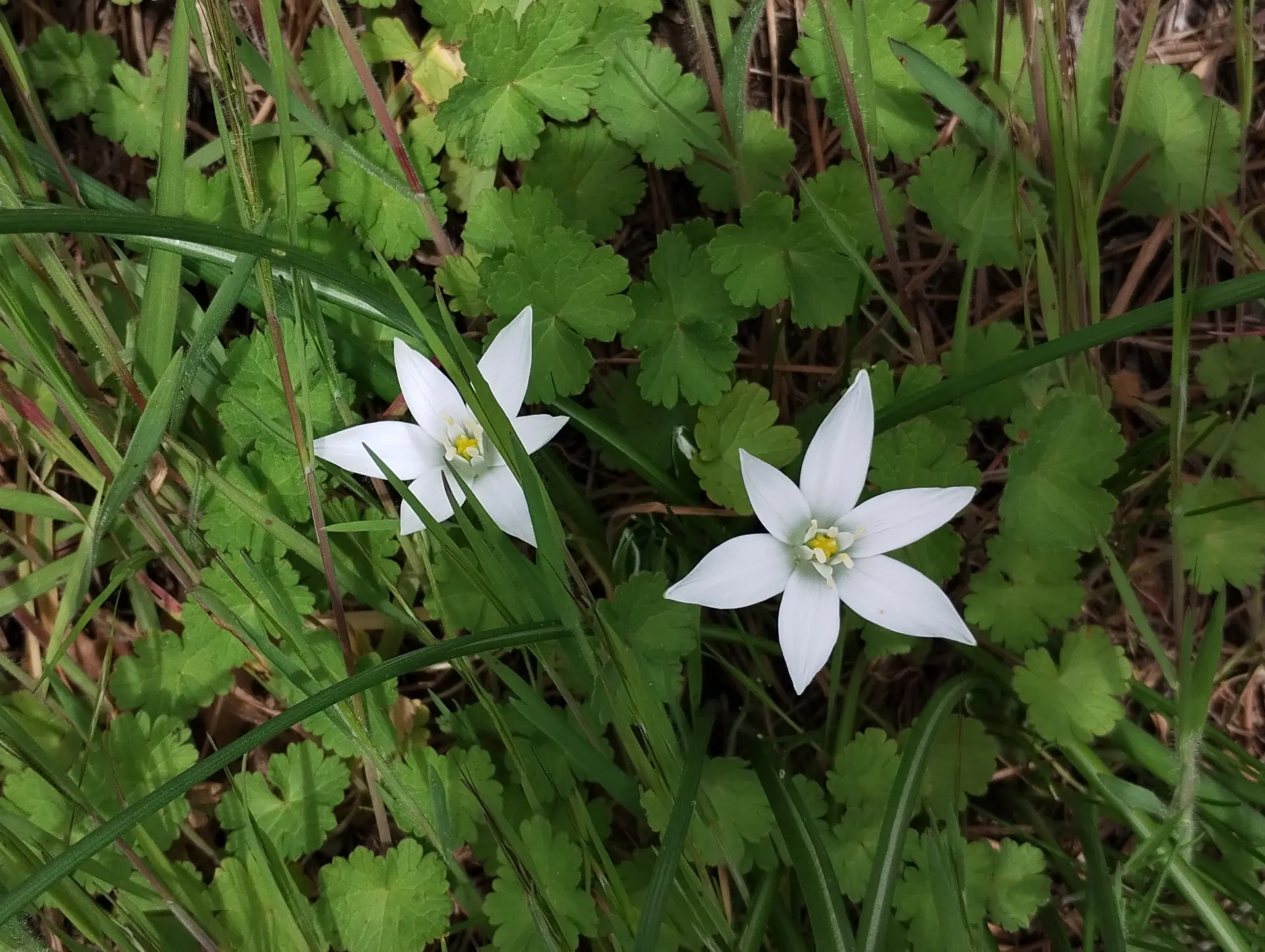 img/ornithogalum-umbellatum-2.webp