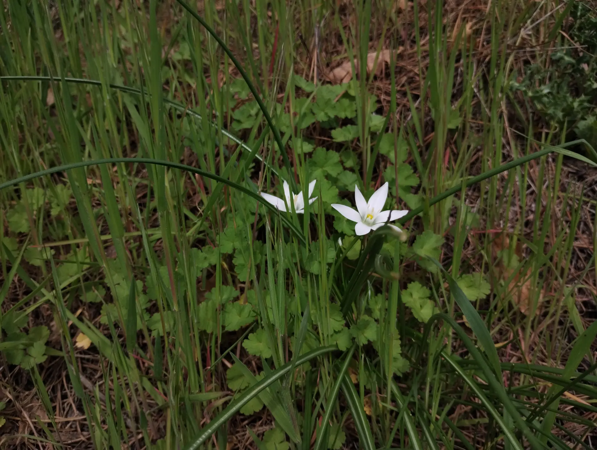 img/ornithogalum-umbellatum-3.webp
