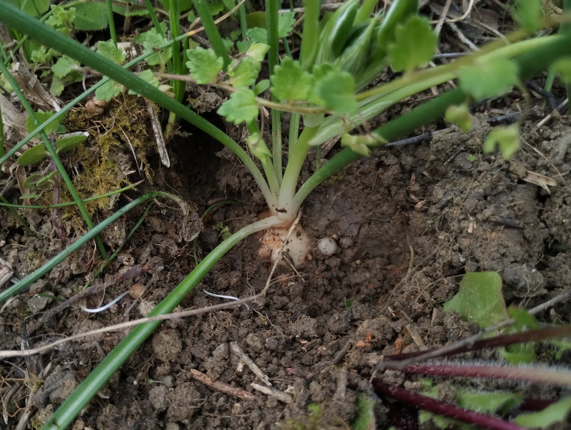 img/ornithogalum-umbellatum-4.webp