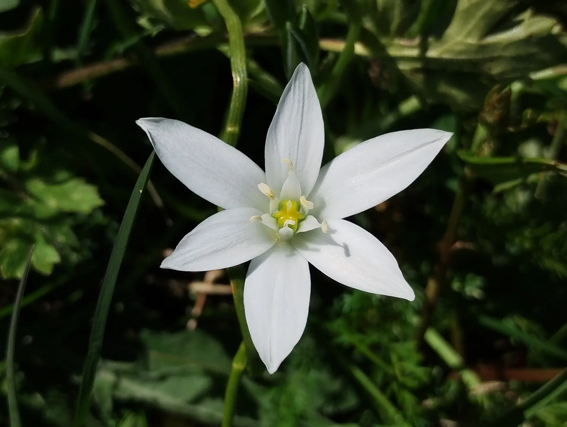 img/ornithogalum-umbellatum-5.webp