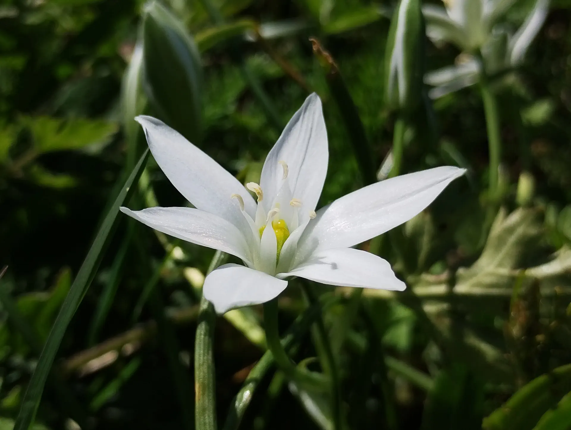 img/ornithogalum-umbellatum-6.webp