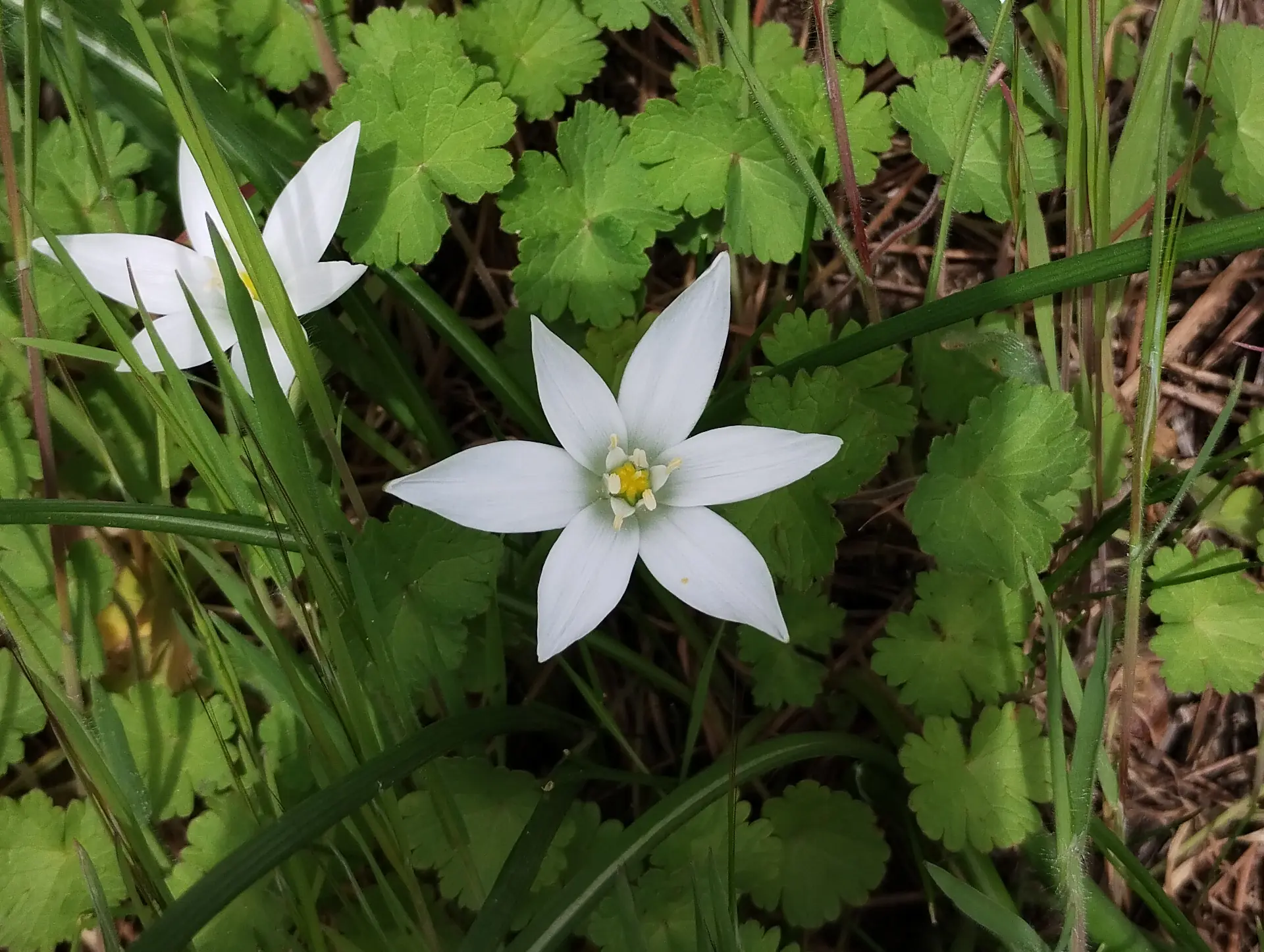 img/ornithogalum-umbellatum.webp