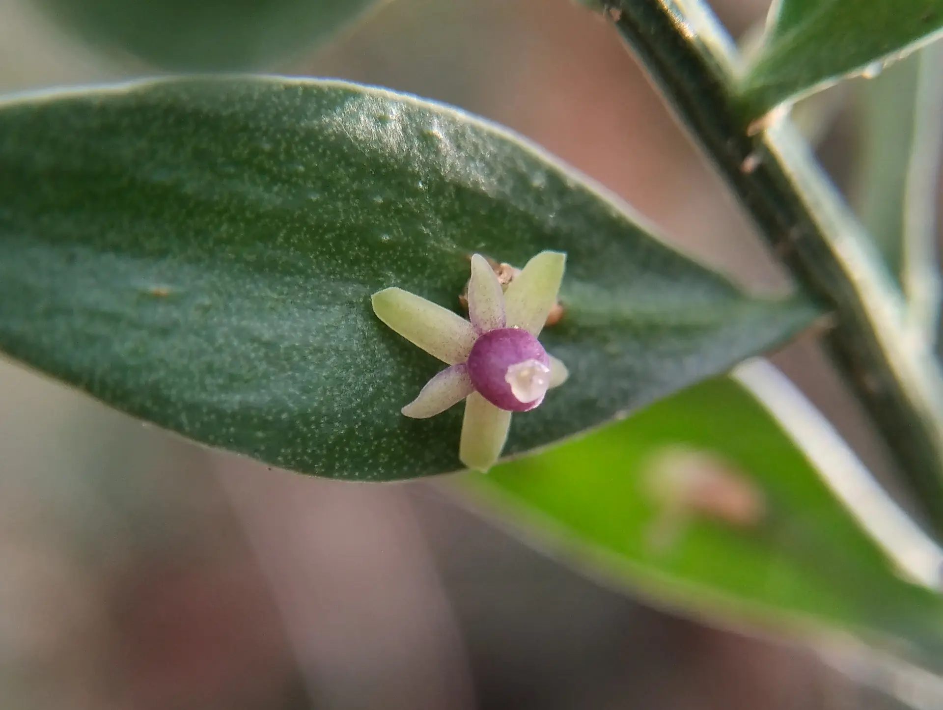 img/ruscus-aculeatus-2.webp