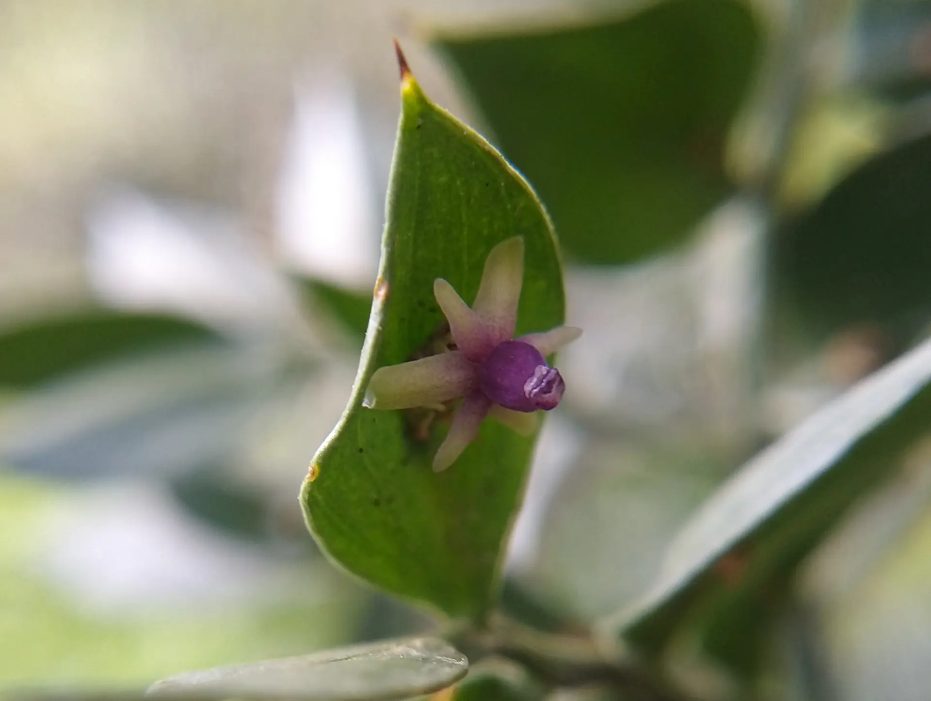 img/ruscus-aculeatus-3.webp