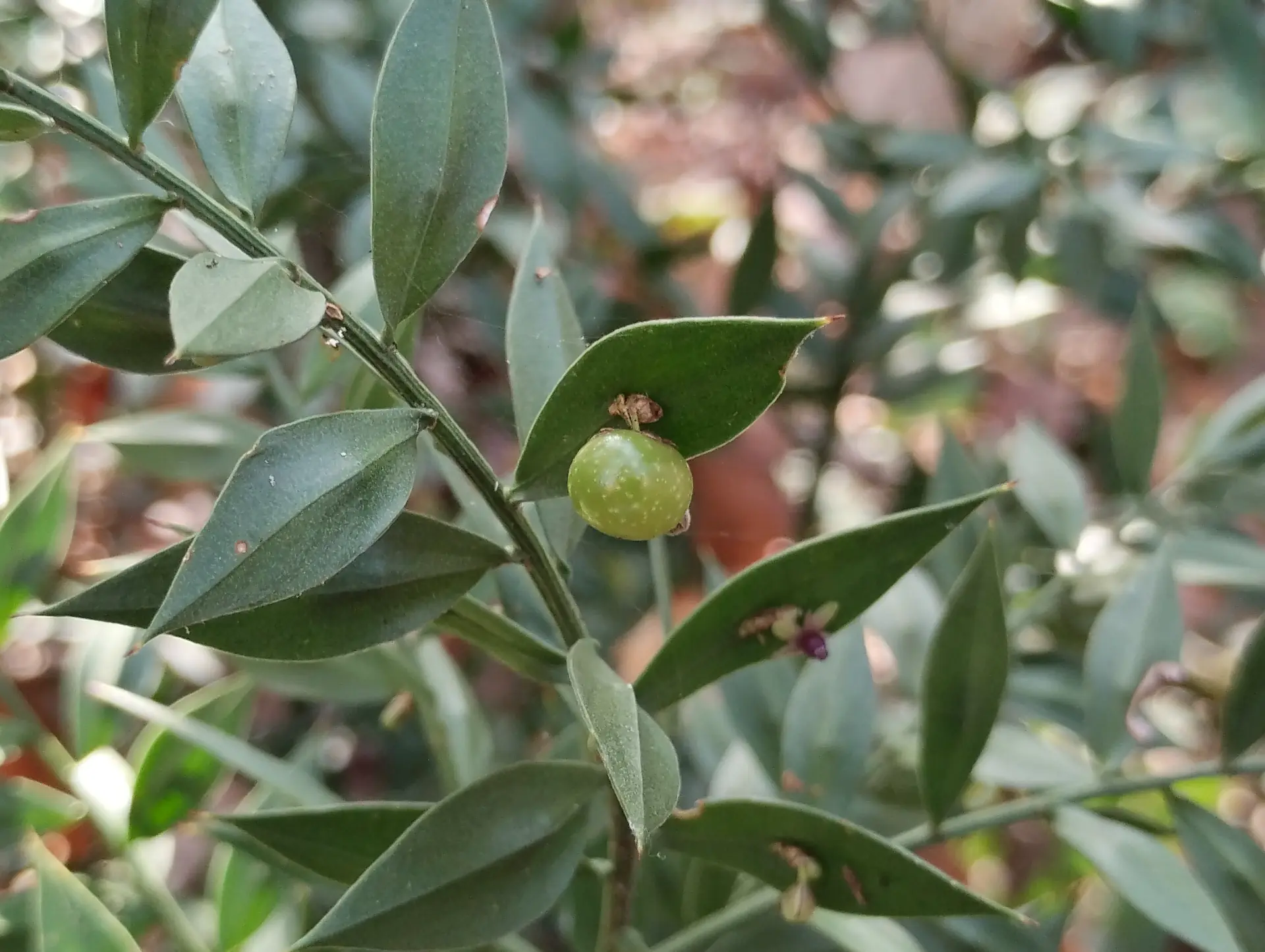 img/ruscus-aculeatus-4.webp