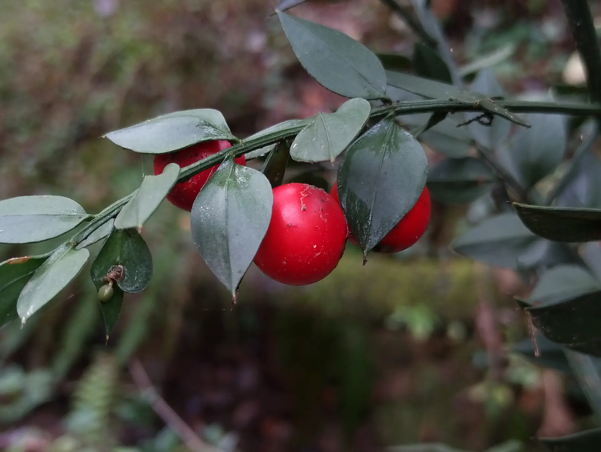 img/ruscus-aculeatus-5.webp