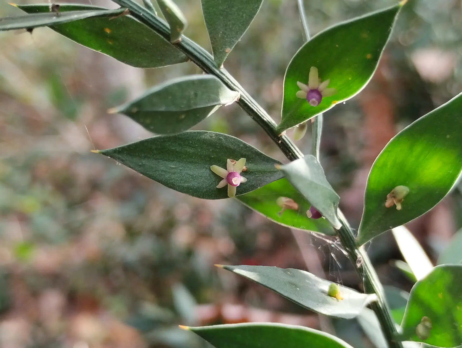img/ruscus-aculeatus.webp