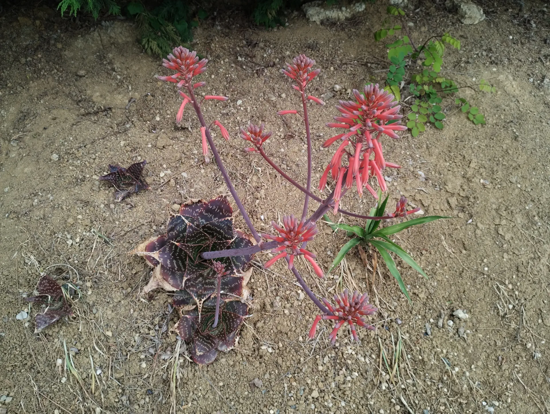 img/aloe-grandidentata-2.webp