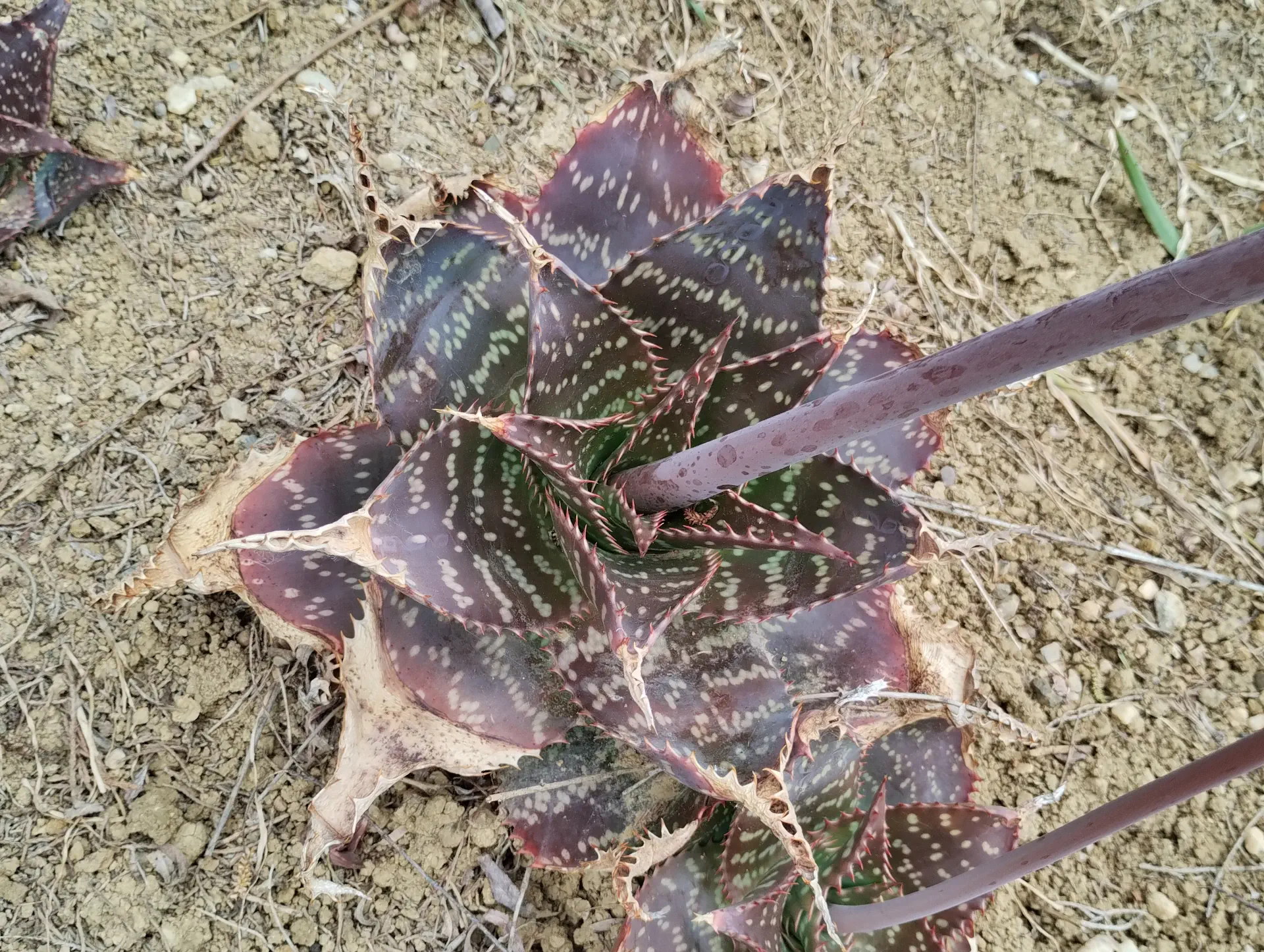 img/aloe-grandidentata-3.webp