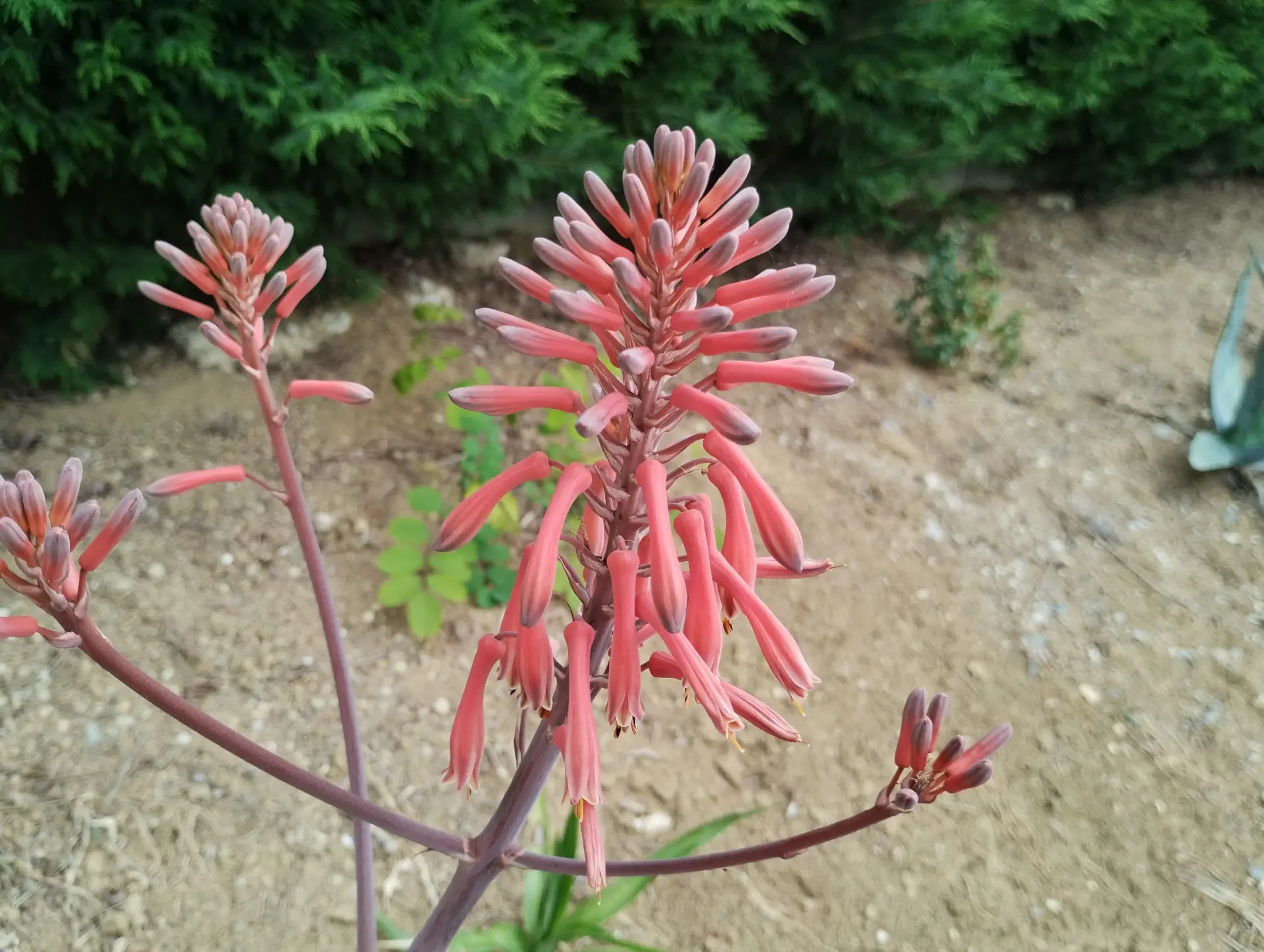 img/aloe-grandidentata.webp