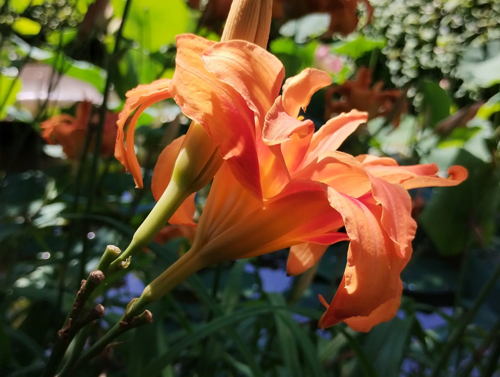 img/hemerocallis-fulva-2.webp