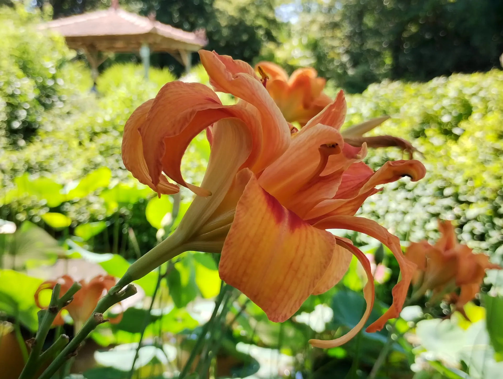 img/hemerocallis-fulva-3.webp