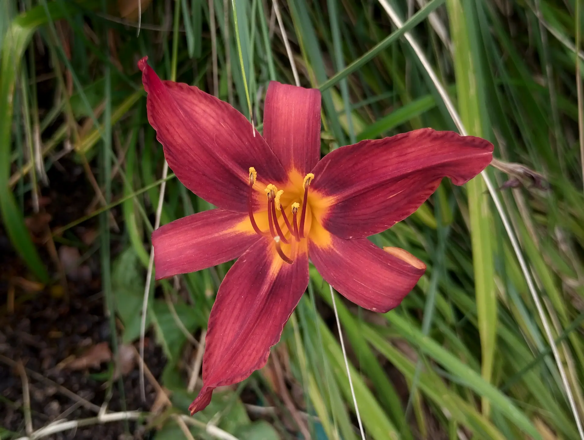 img/hemerocallis-fulva-4.webp