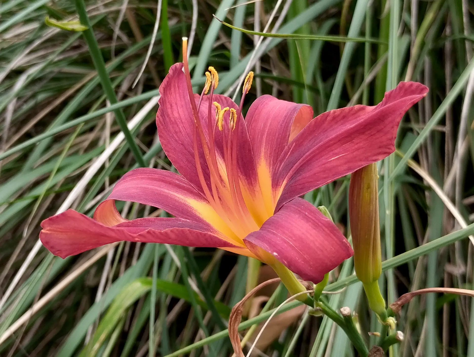 img/hemerocallis-fulva-5.webp