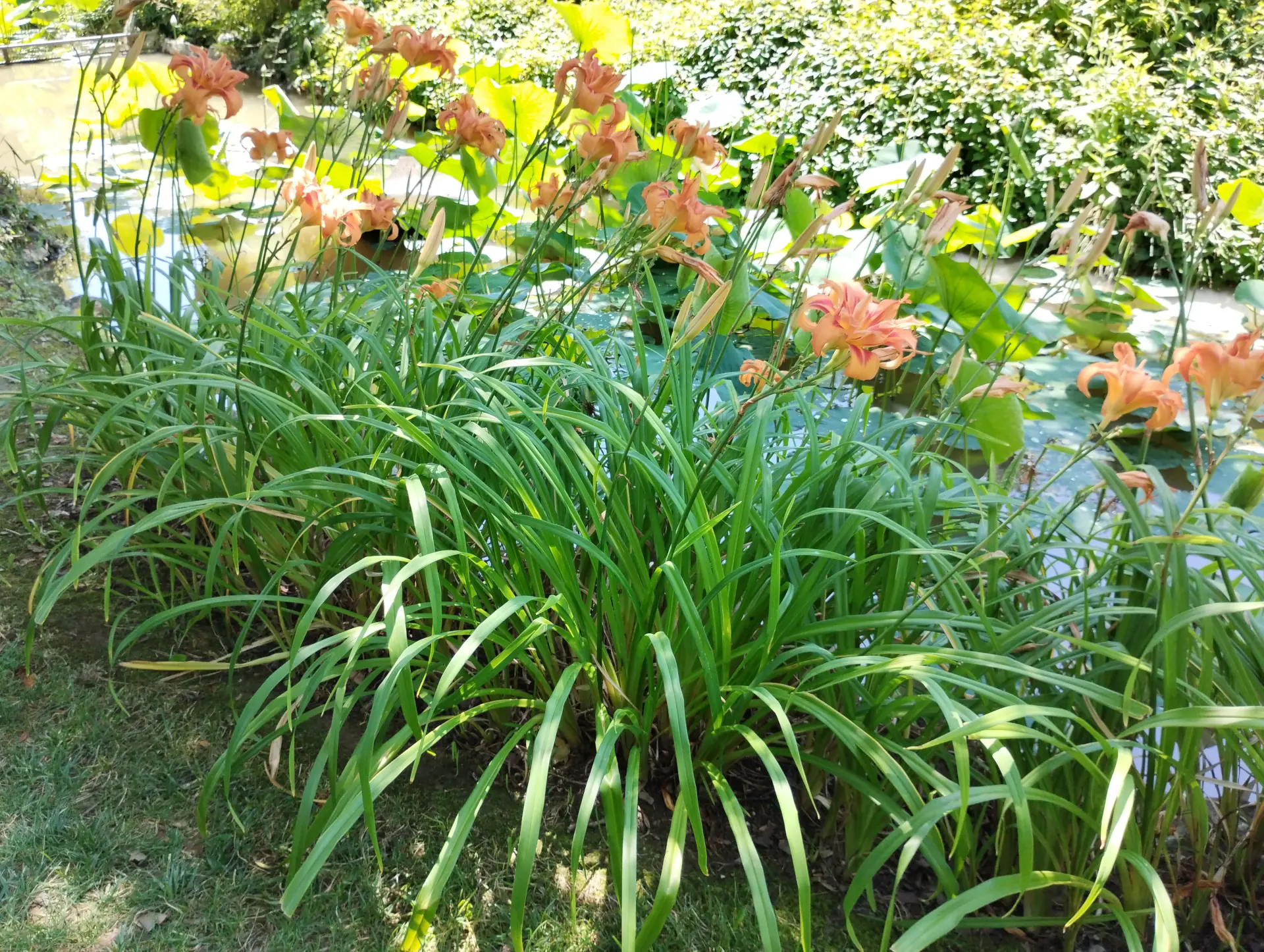 img/hemerocallis-fulva-6.webp