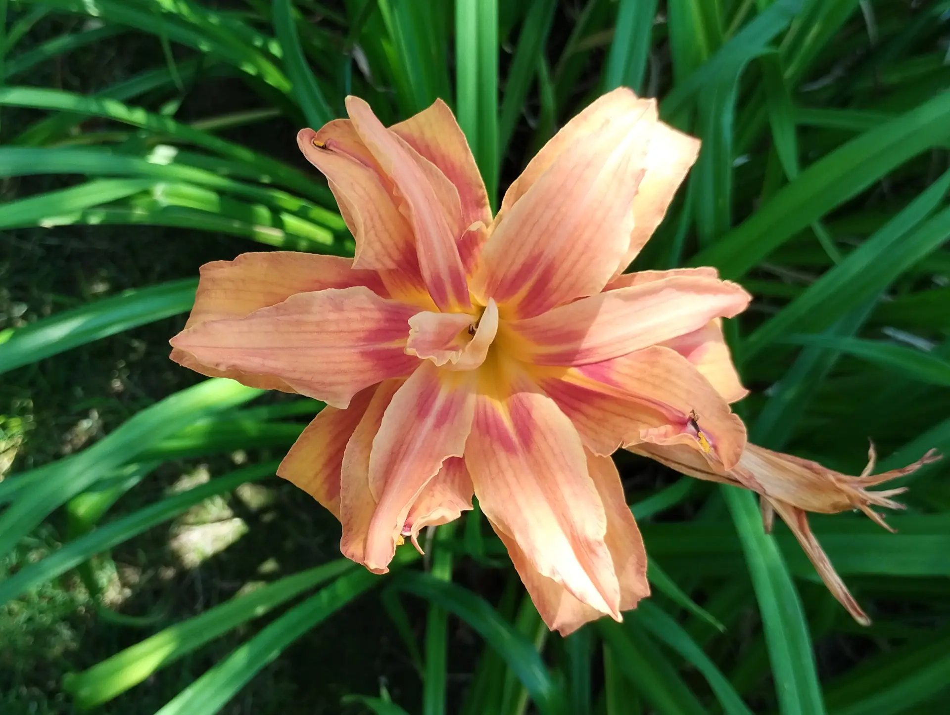 img/hemerocallis-fulva.webp