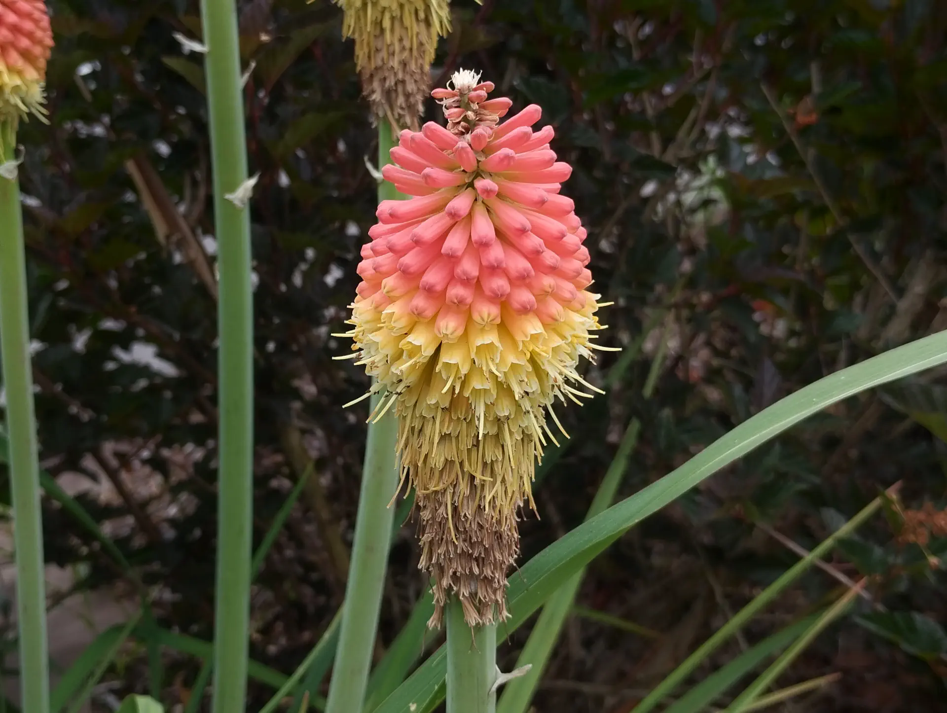 img/kniphofia-uvaria.webp