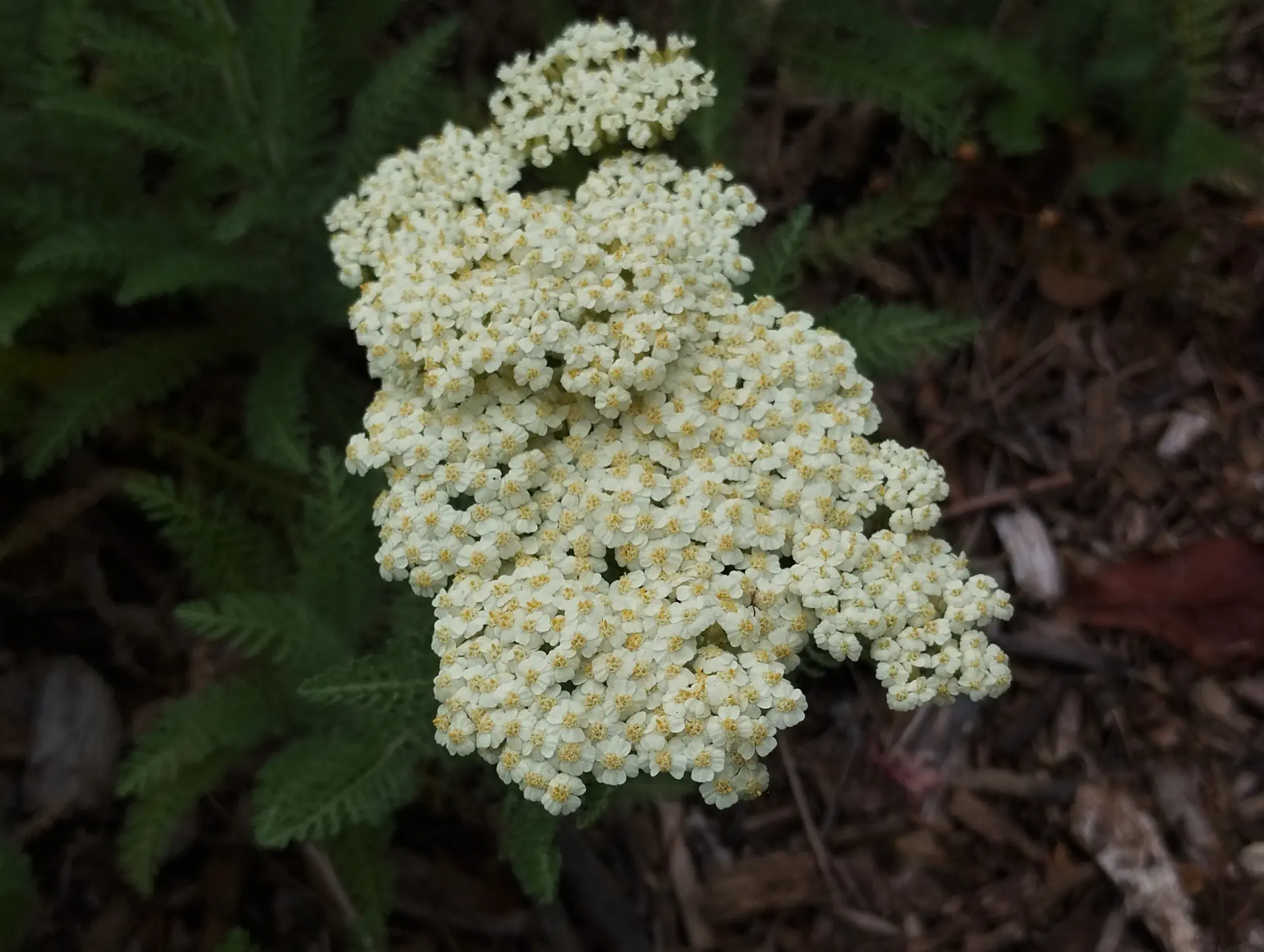 img/achillea-crithmifolia-2.webp