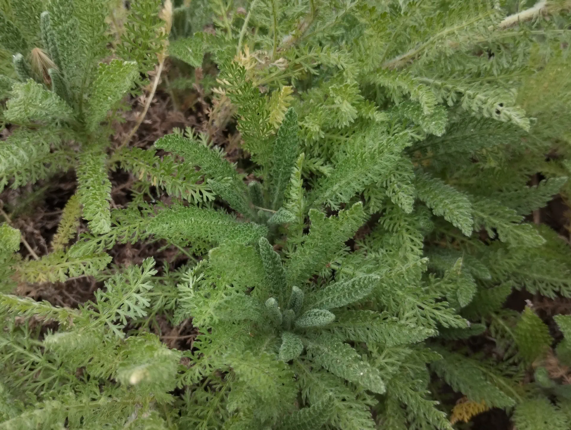 img/achillea-crithmifolia-3.webp