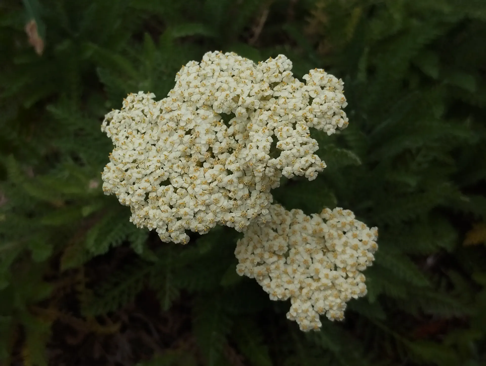 img/achillea-crithmifolia.webp