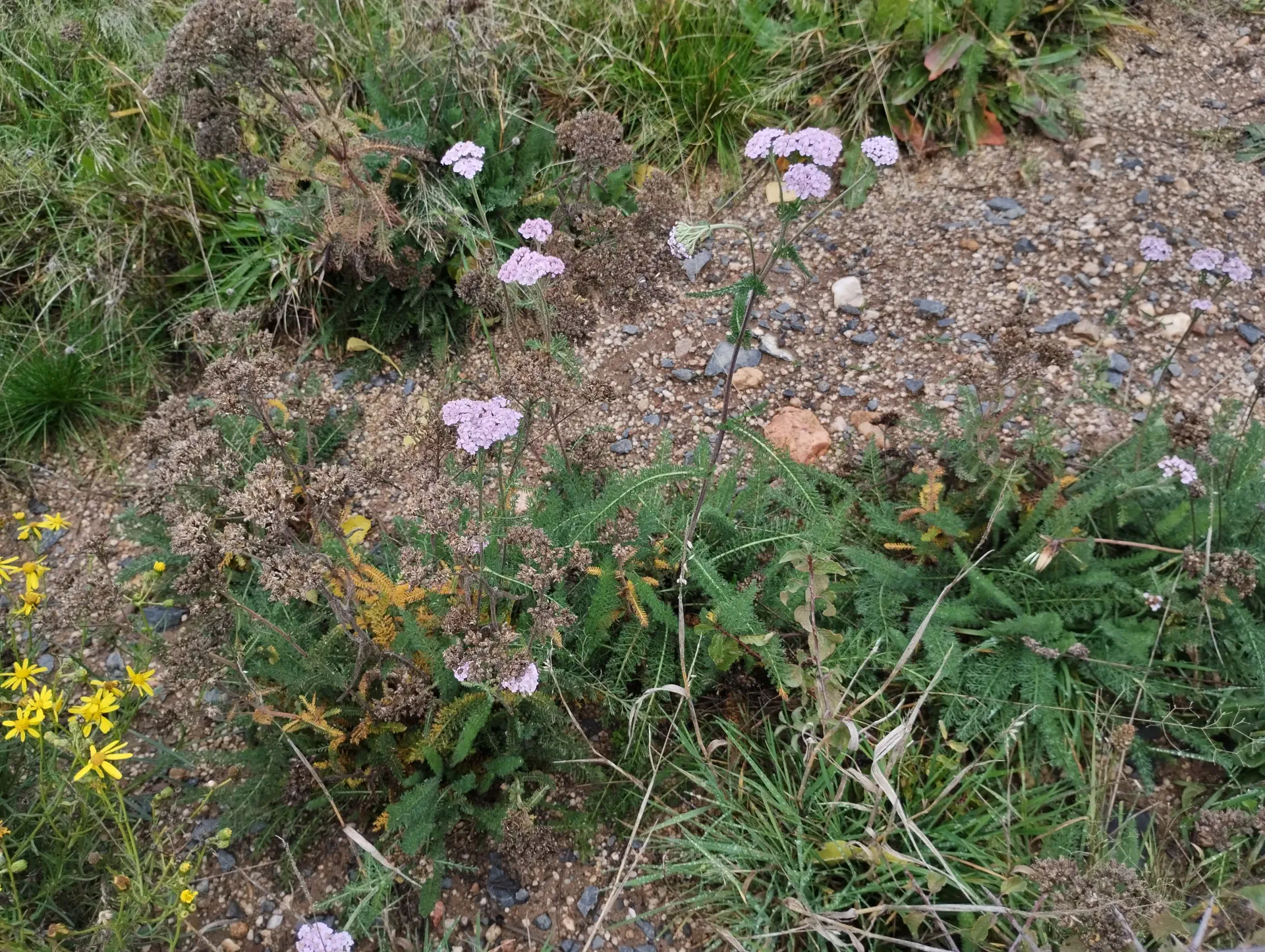 img/achillea-millefolium-10.webp
