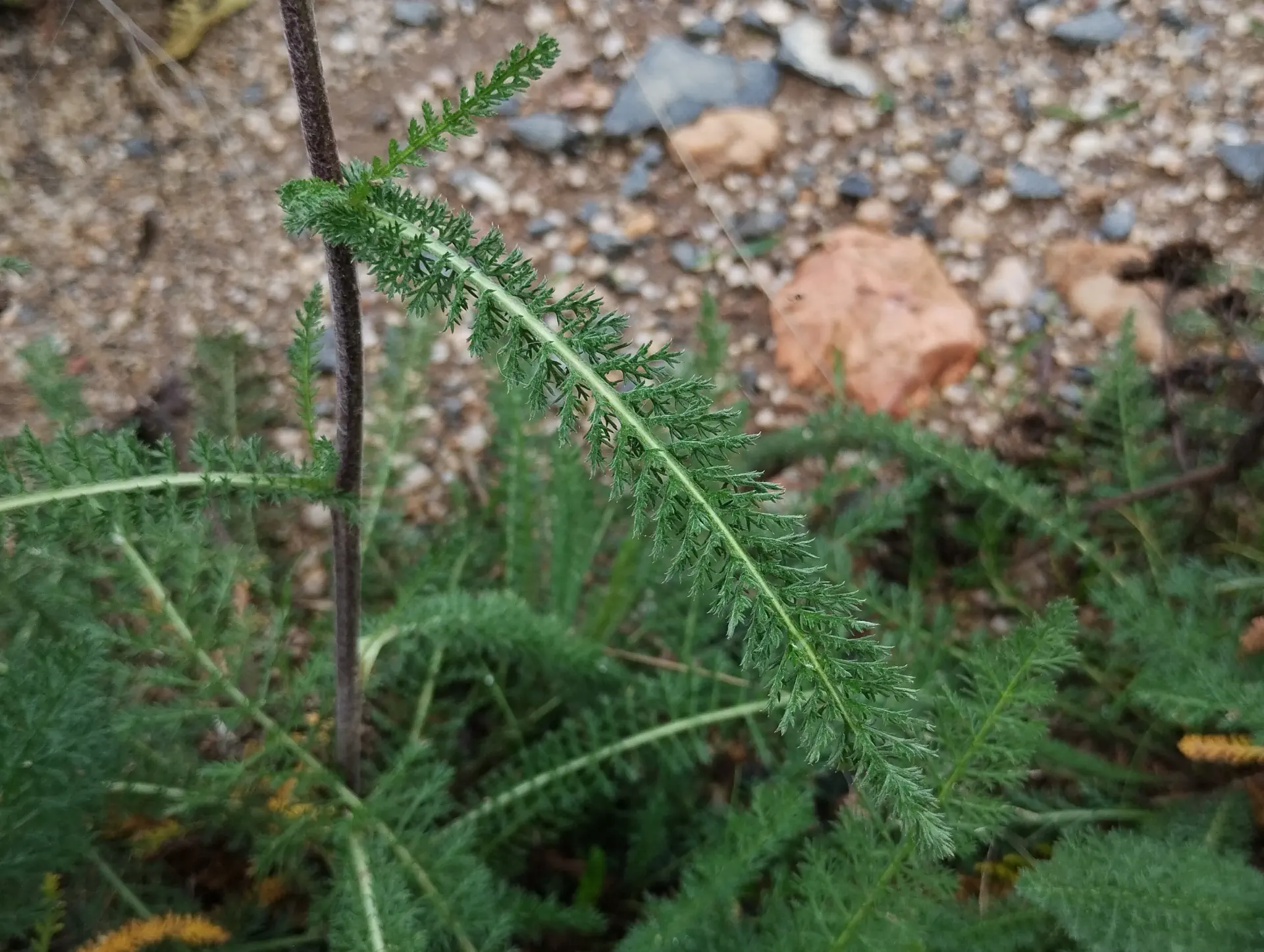 img/achillea-millefolium-11.webp