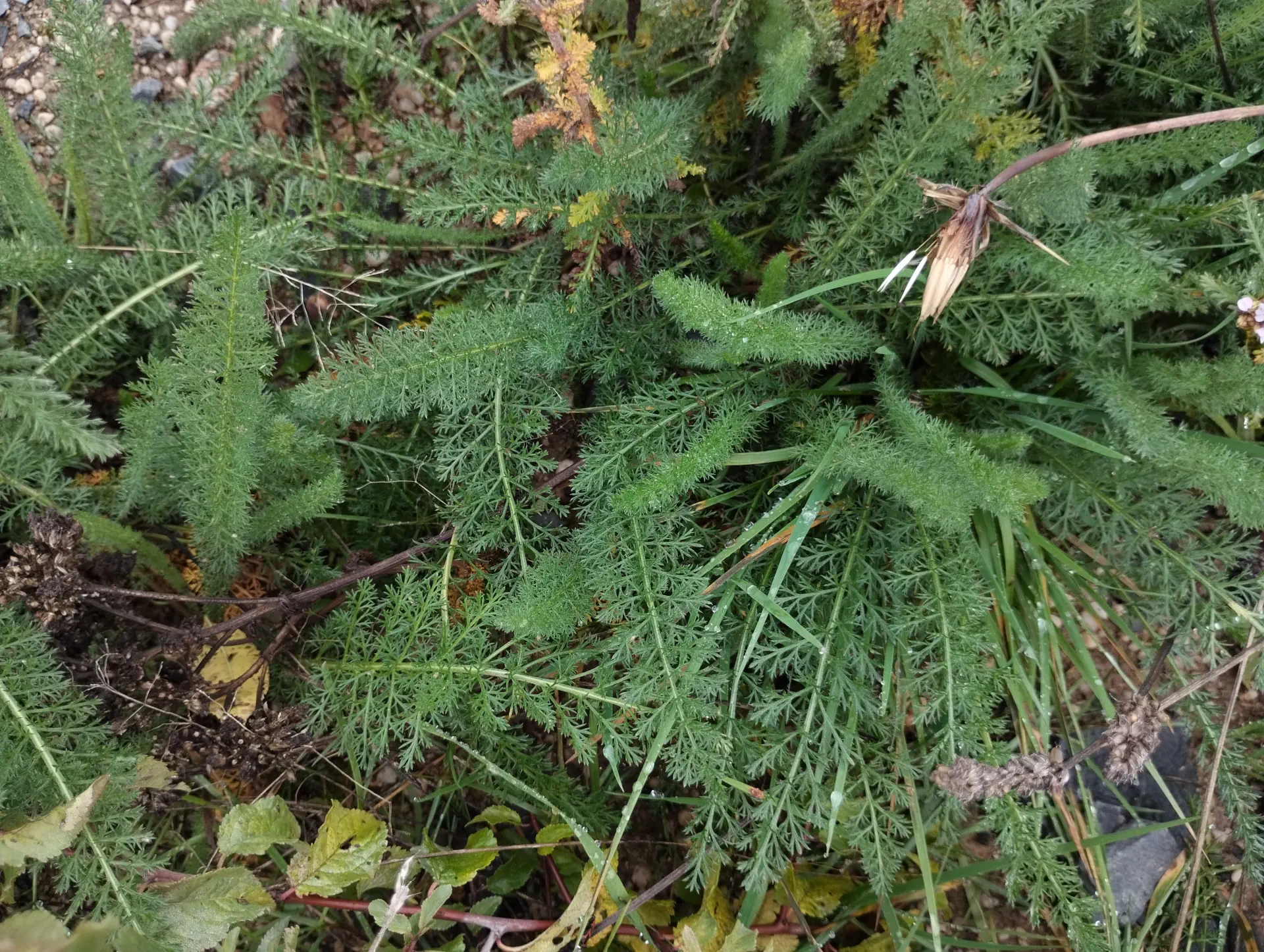 img/achillea-millefolium-12.webp