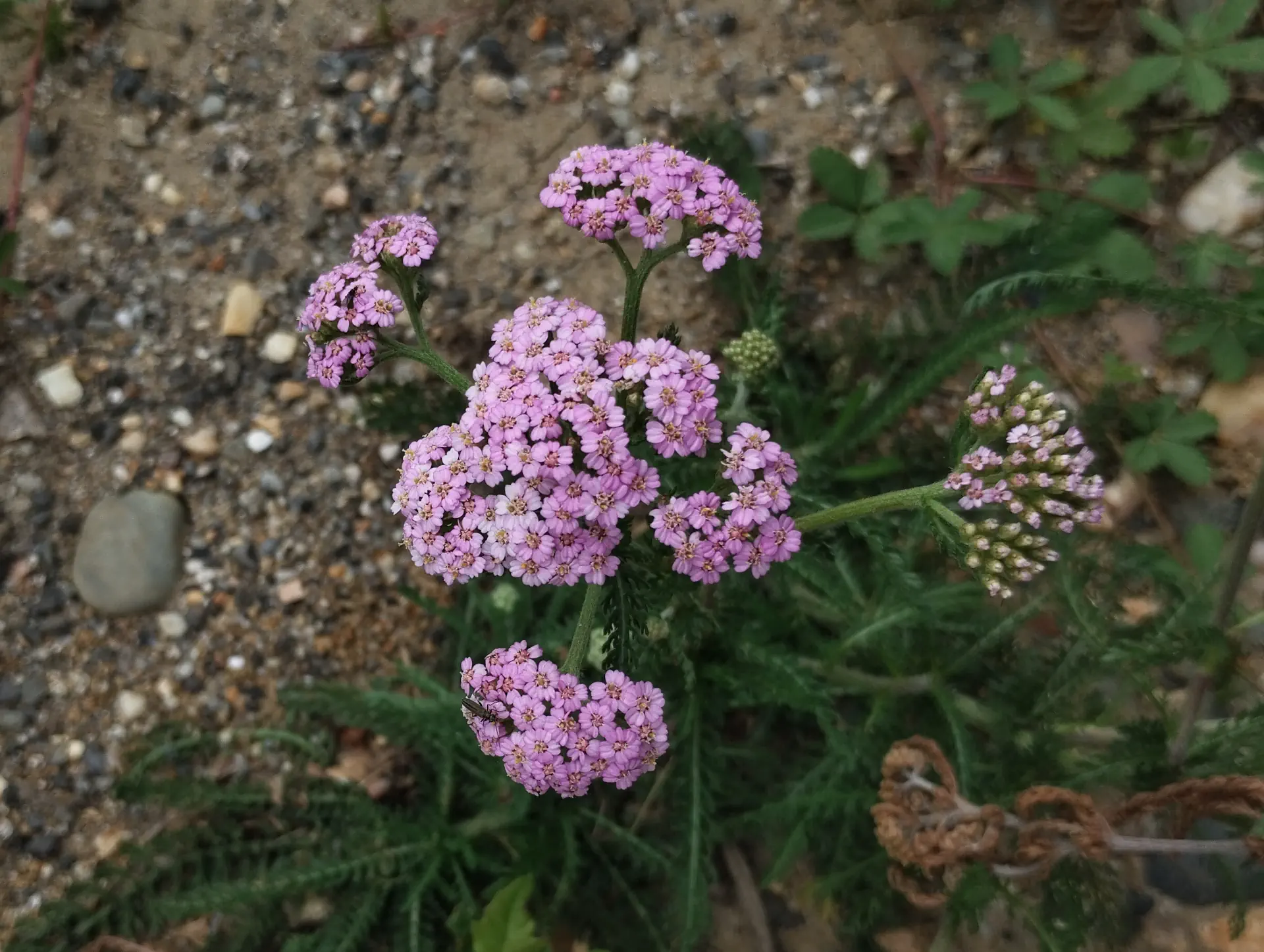 img/achillea-millefolium-13.webp