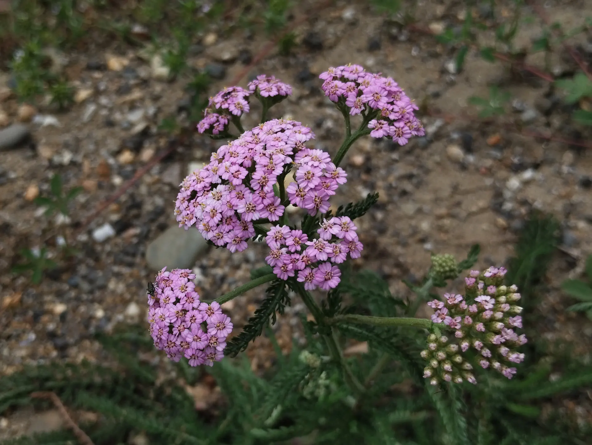 img/achillea-millefolium-14.webp