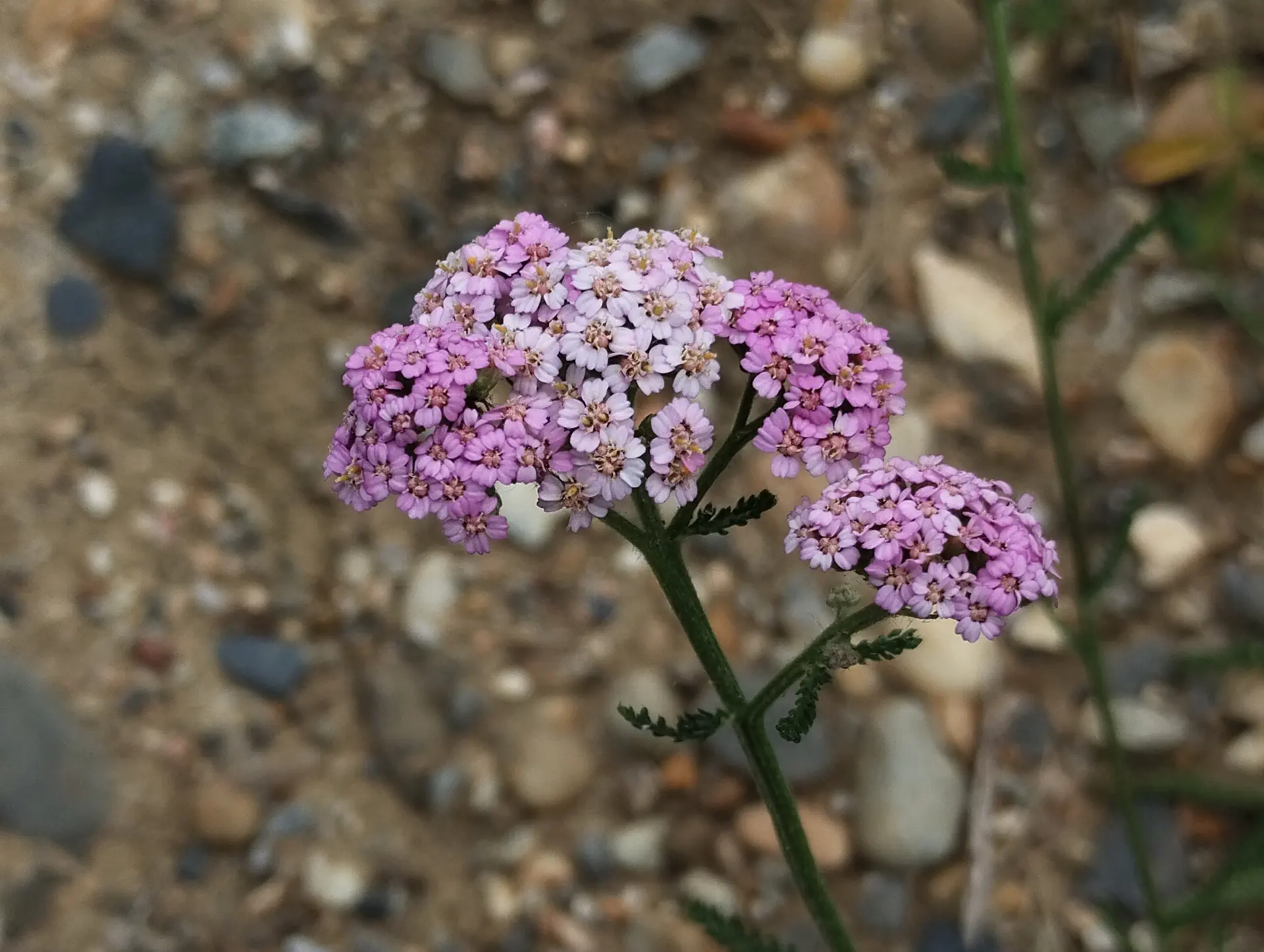 img/achillea-millefolium-15.webp