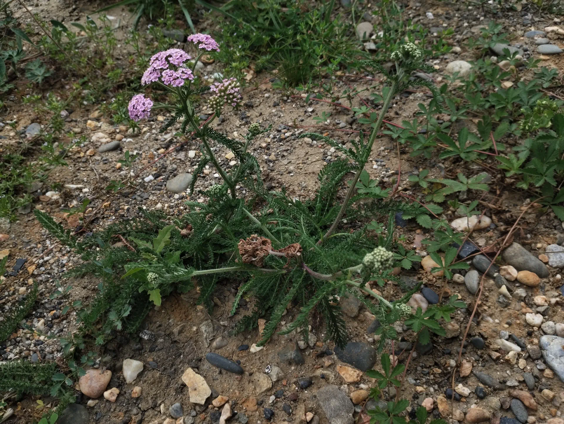 img/achillea-millefolium-16.webp