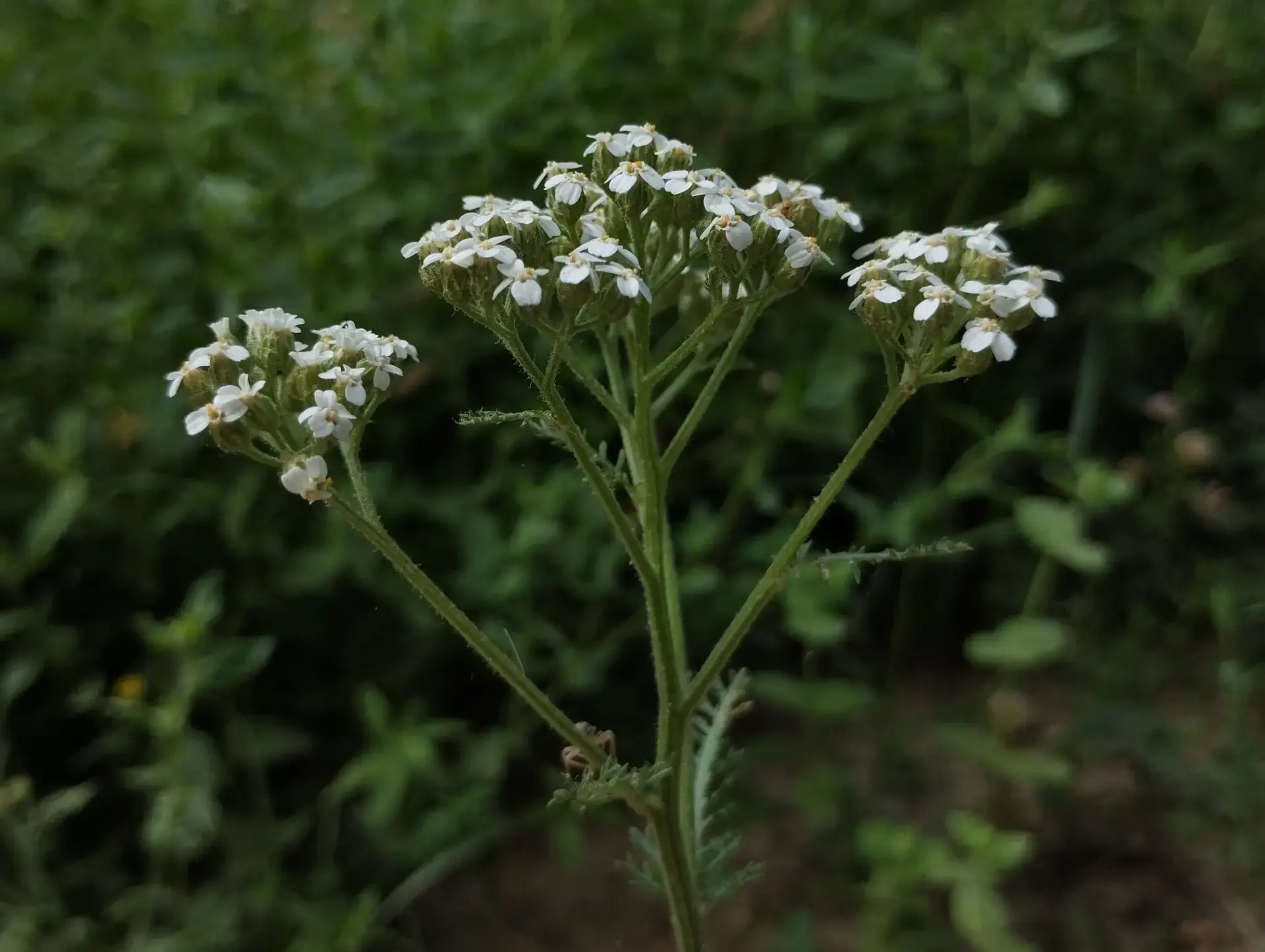 img/achillea-millefolium-2.webp