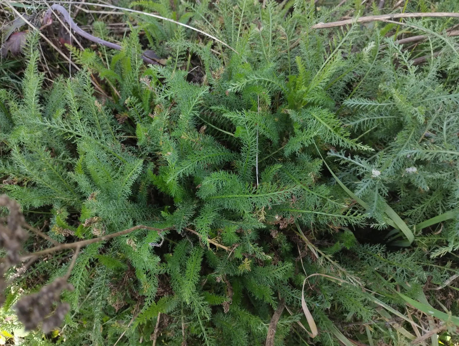 img/achillea-millefolium-3.webp