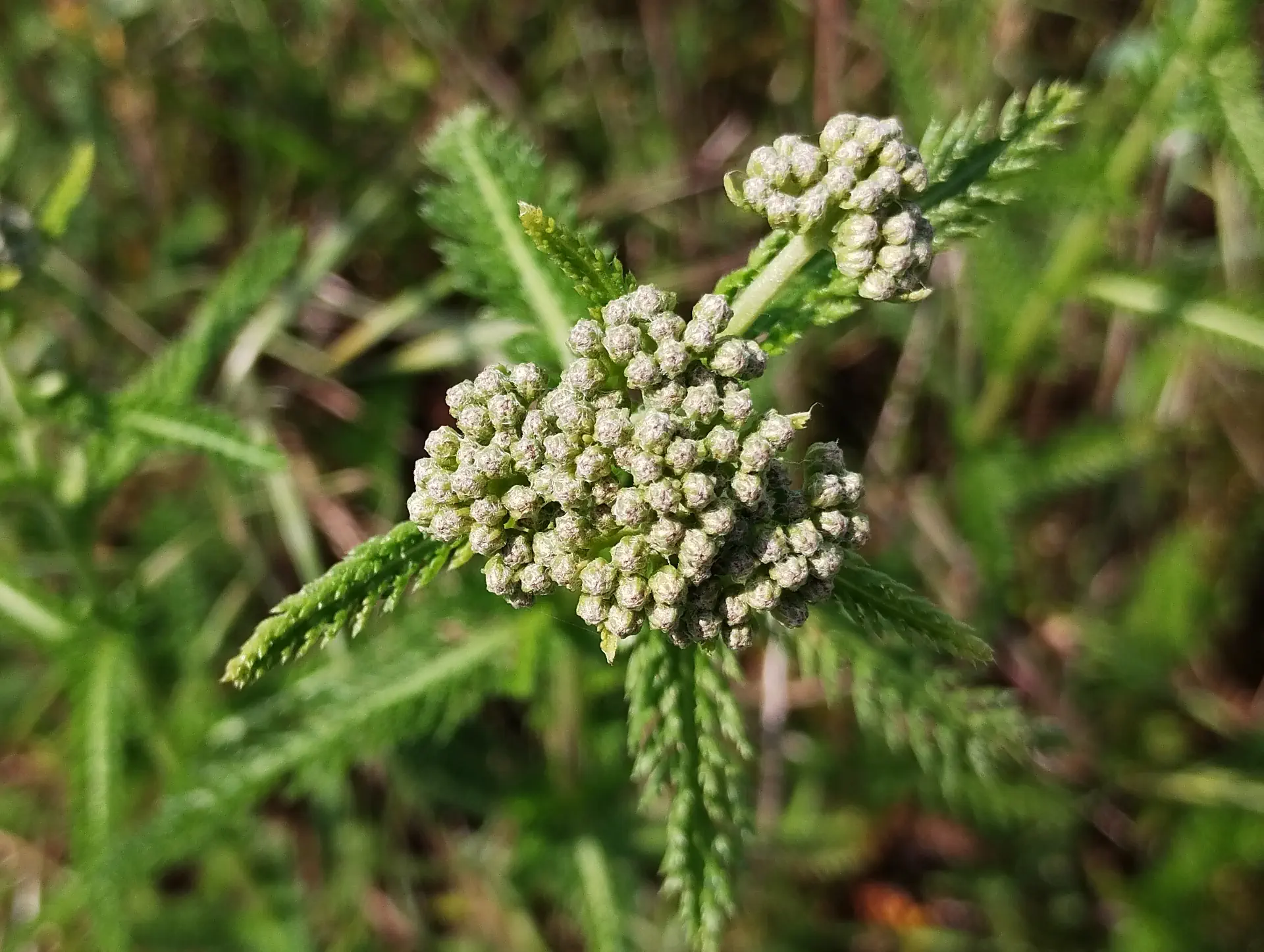 img/achillea-millefolium-7.webp