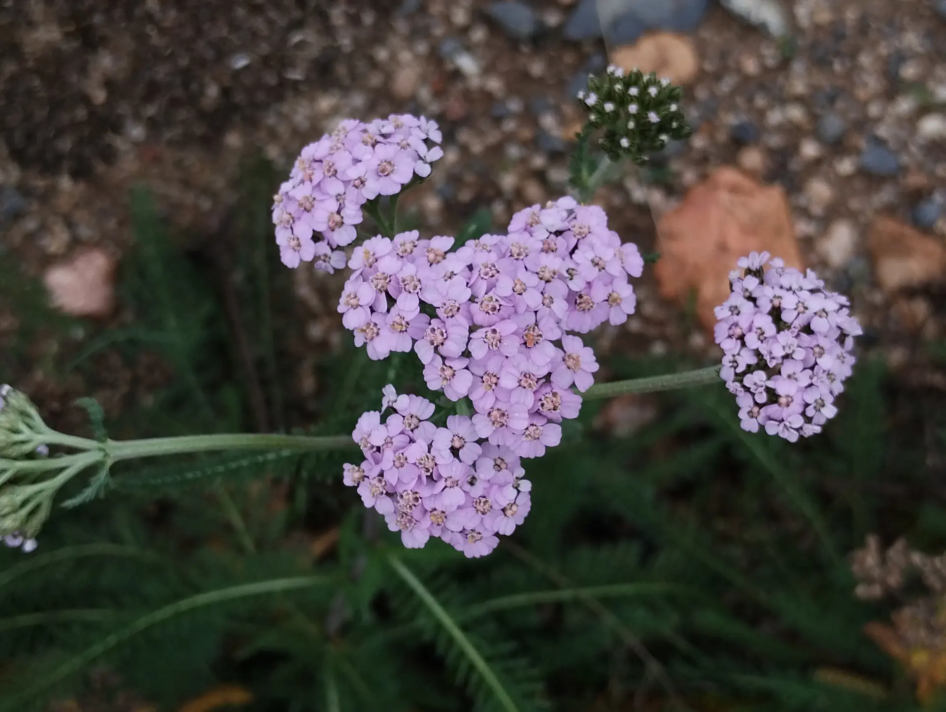 img/achillea-millefolium-8.webp
