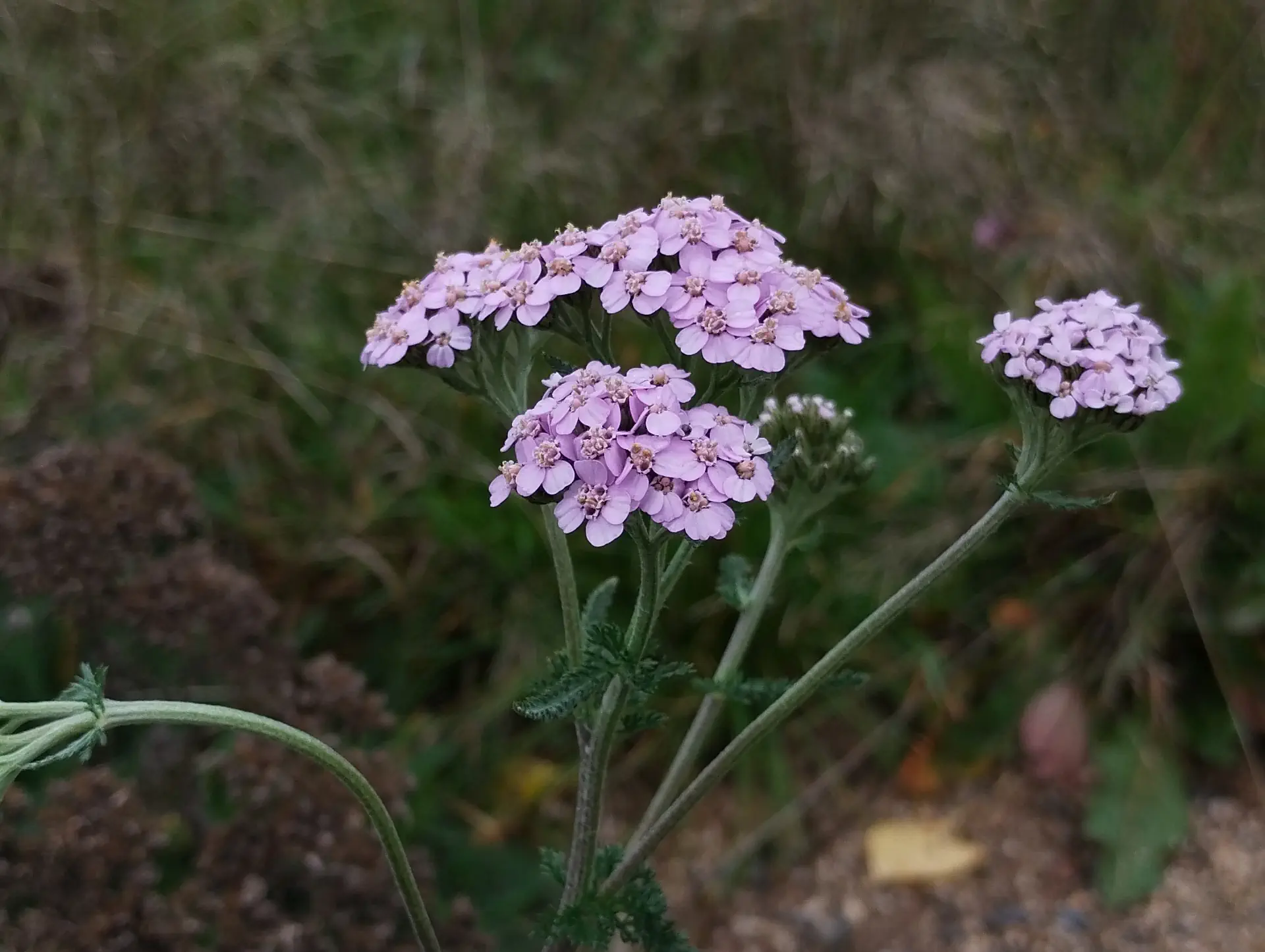 img/achillea-millefolium-9.webp