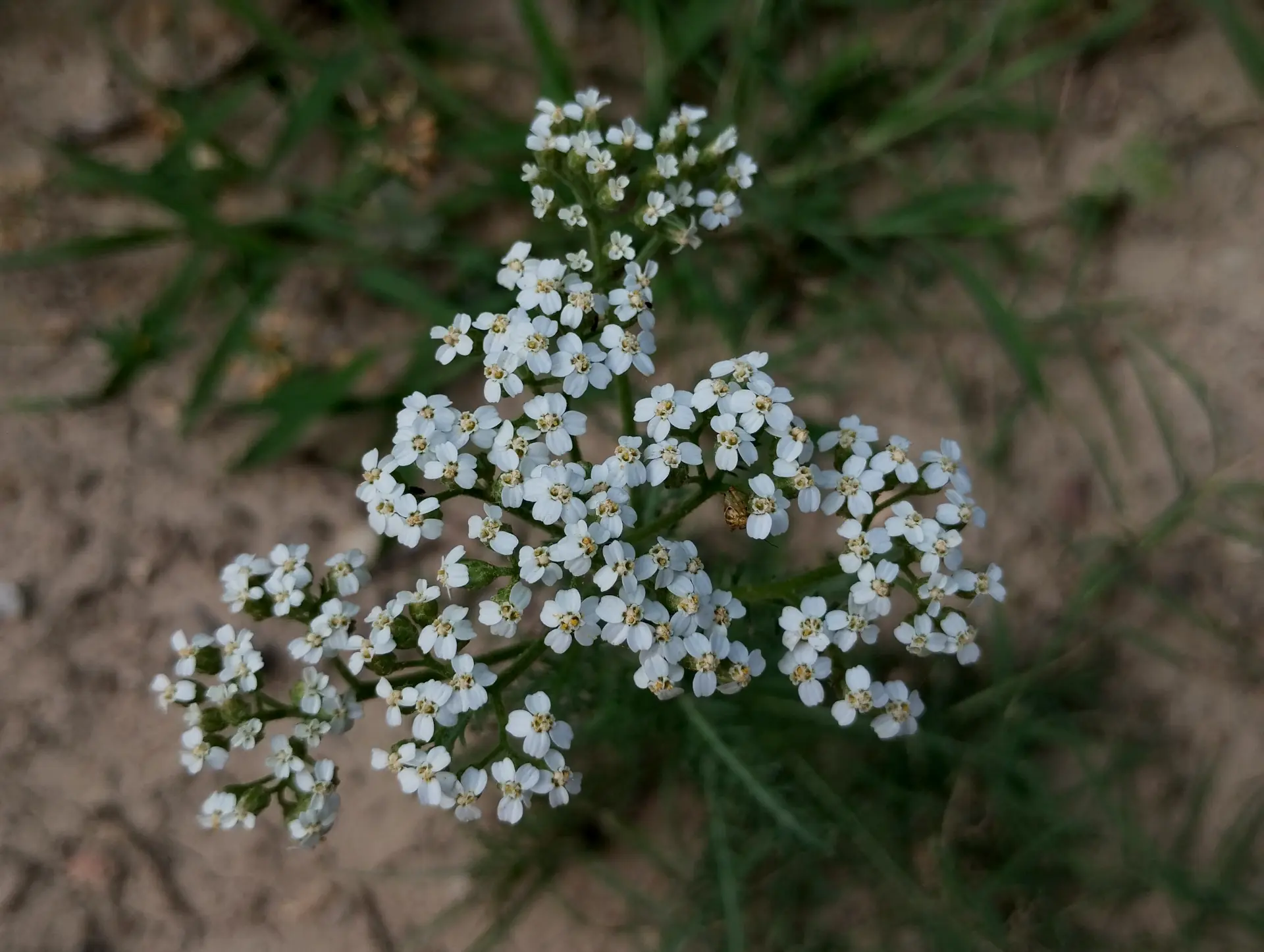 img/achillea-millefolium.webp
